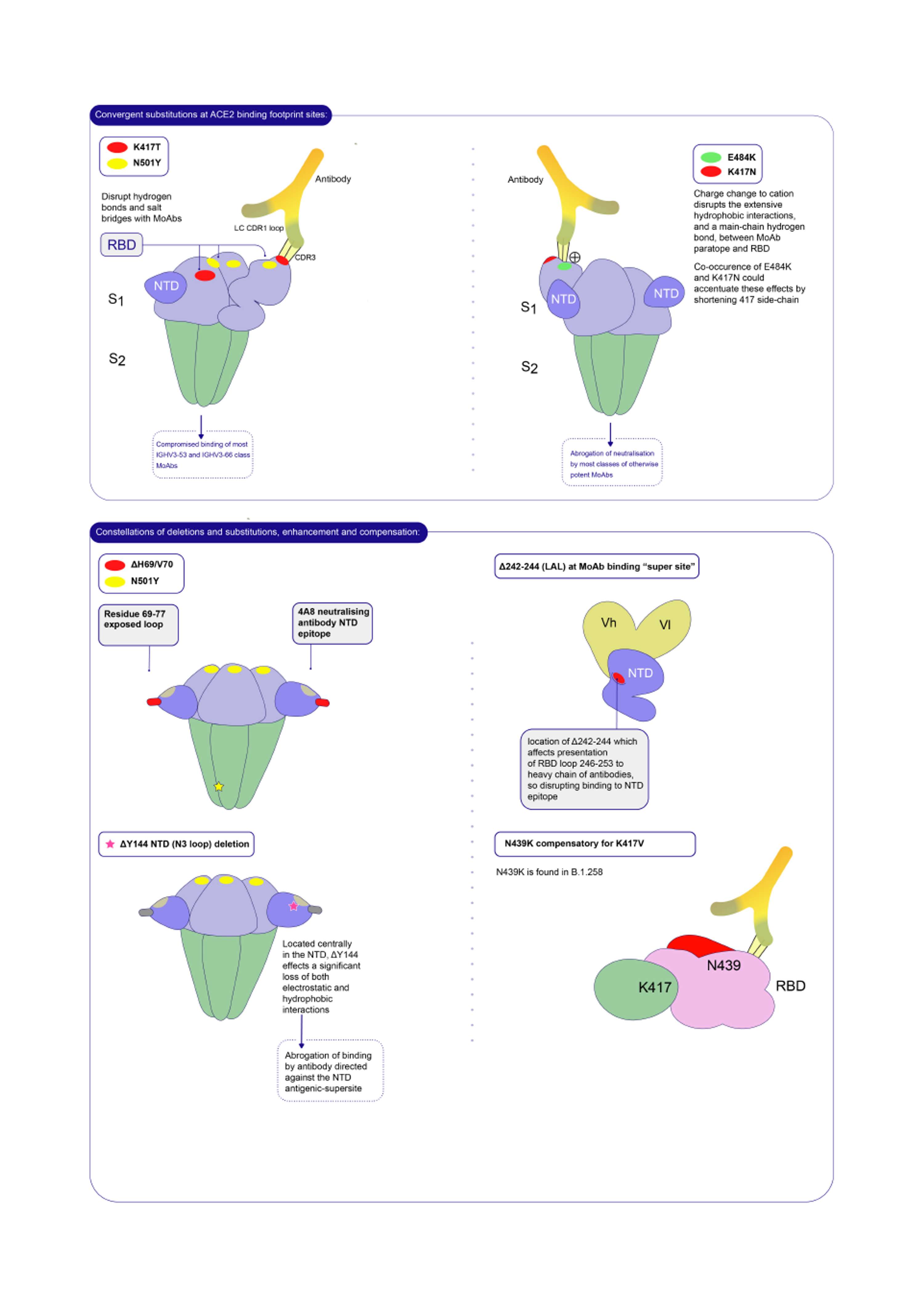 Phylogenetic Figures: Early SARS-CoV-2 Pandemic by Ali Molloy