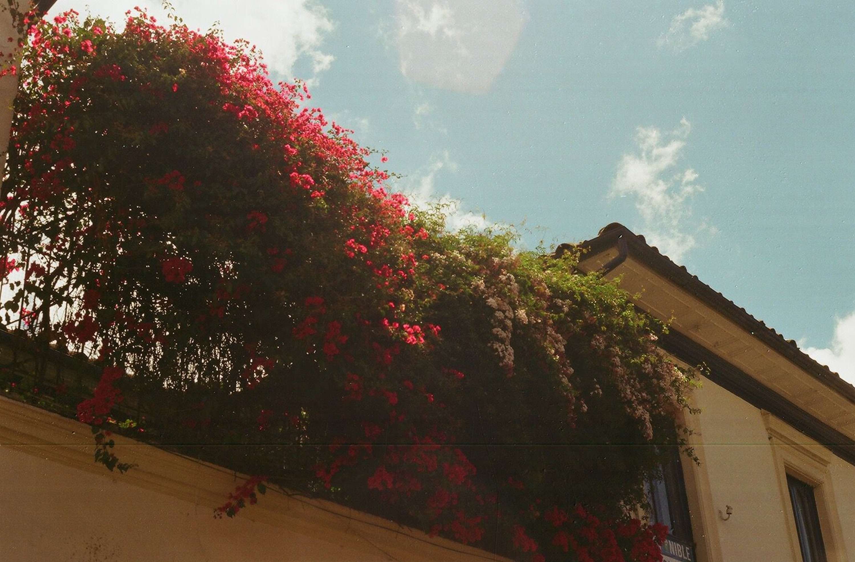 Analog Photography by Laura Montes