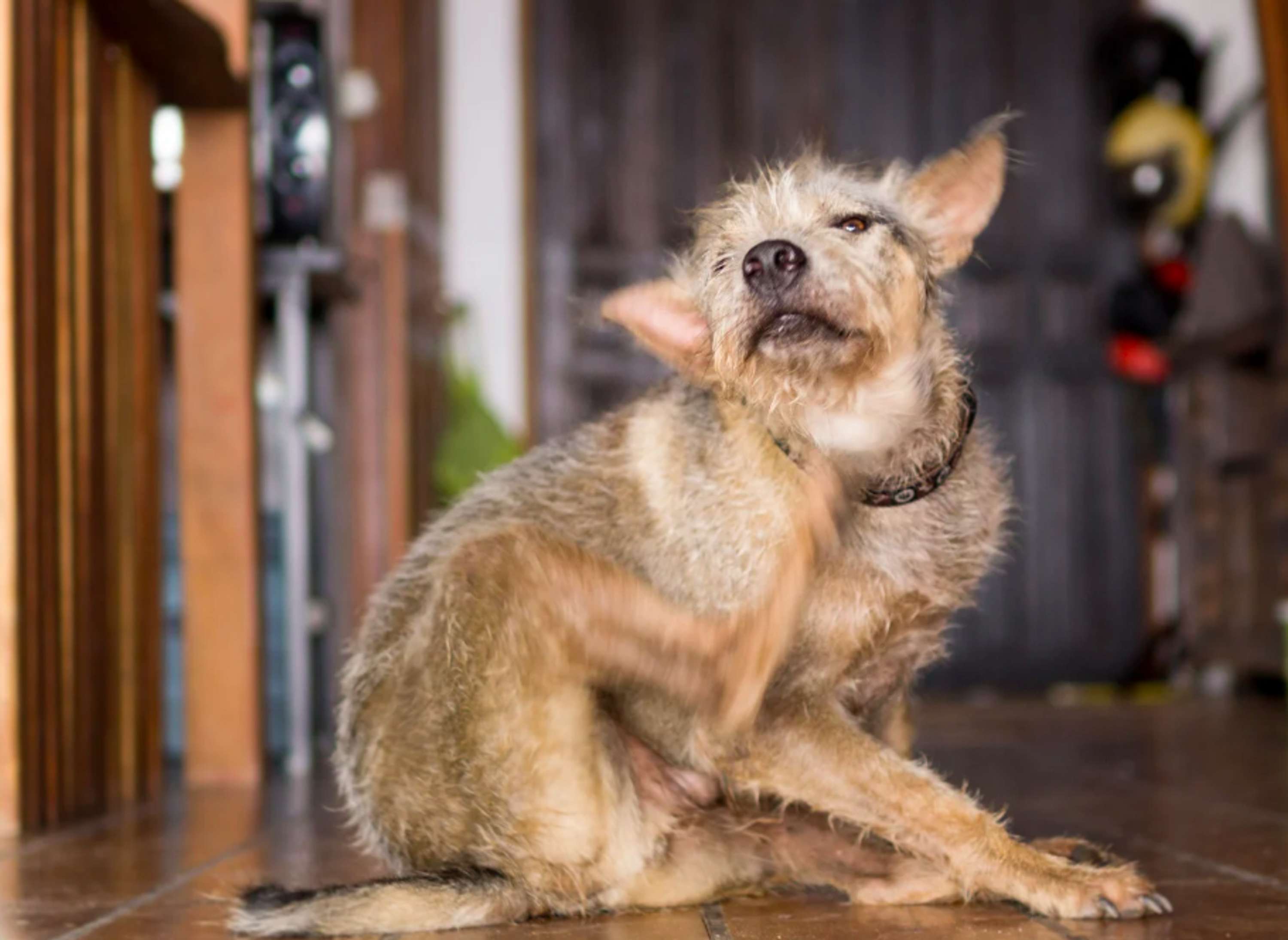 How to Get Rid of Fleas in 11 Simple Steps by Amanda Clark