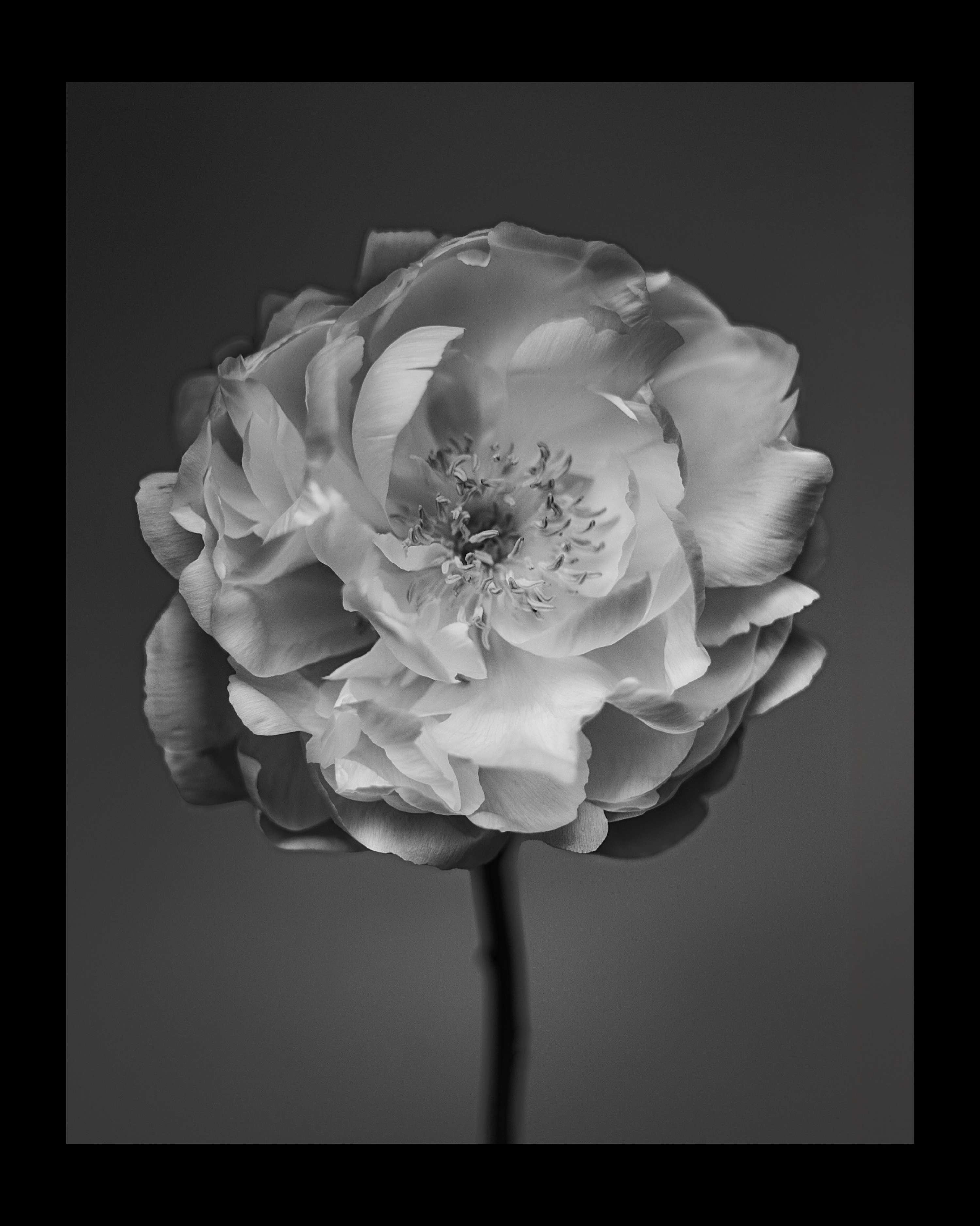 Elegance in Simplicity by Christopher Sutton