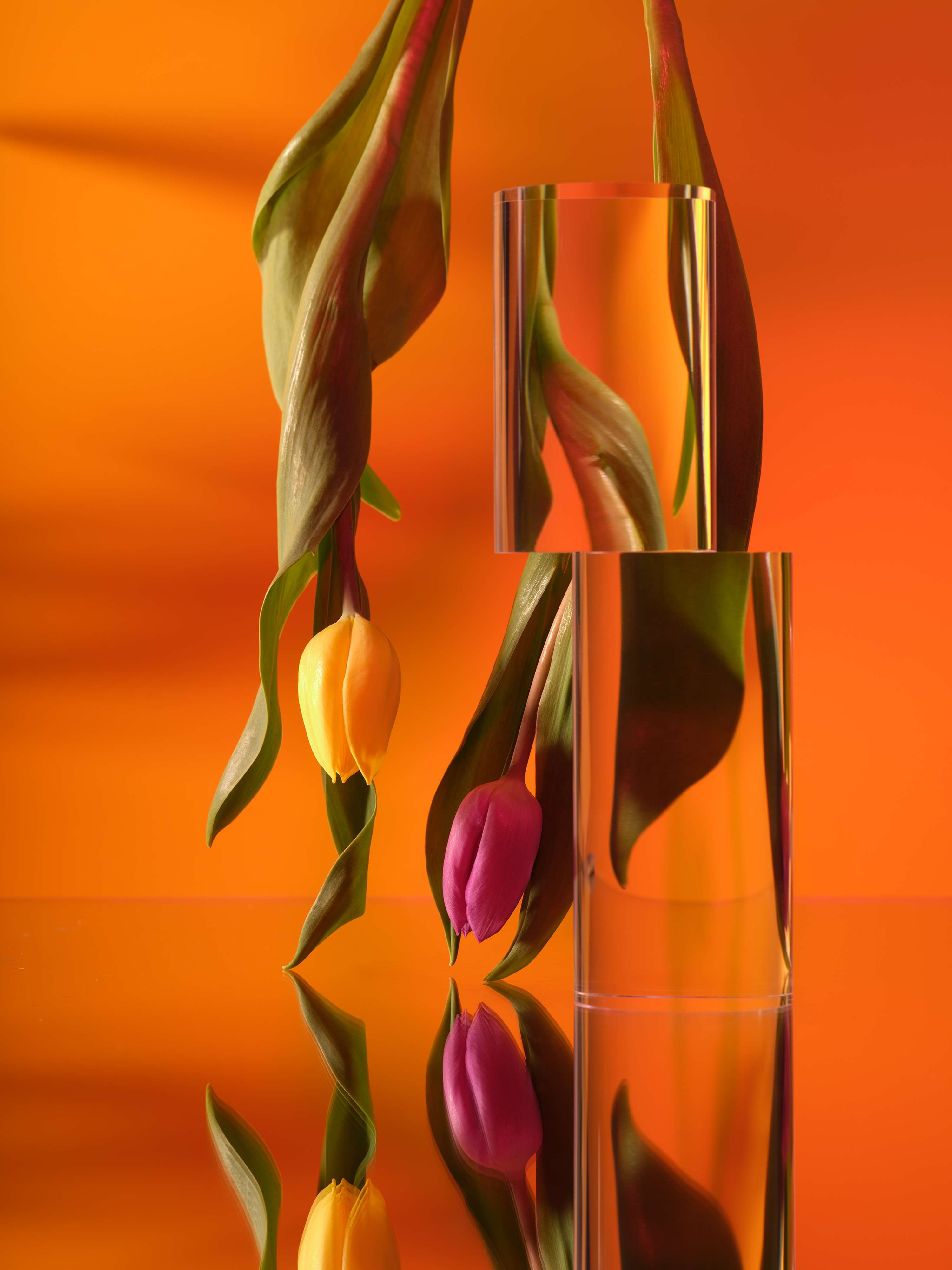 Tulips by Victoria Ling