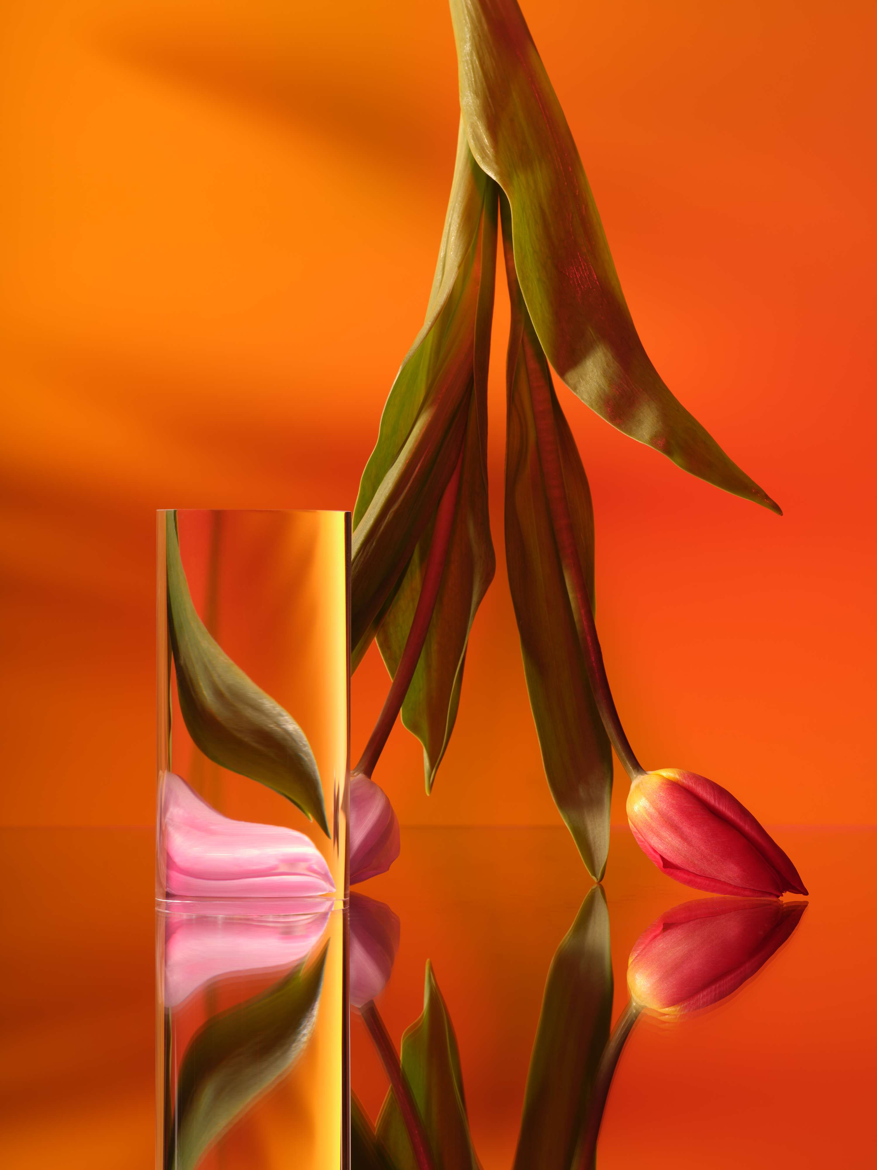 Tulips by Victoria Ling