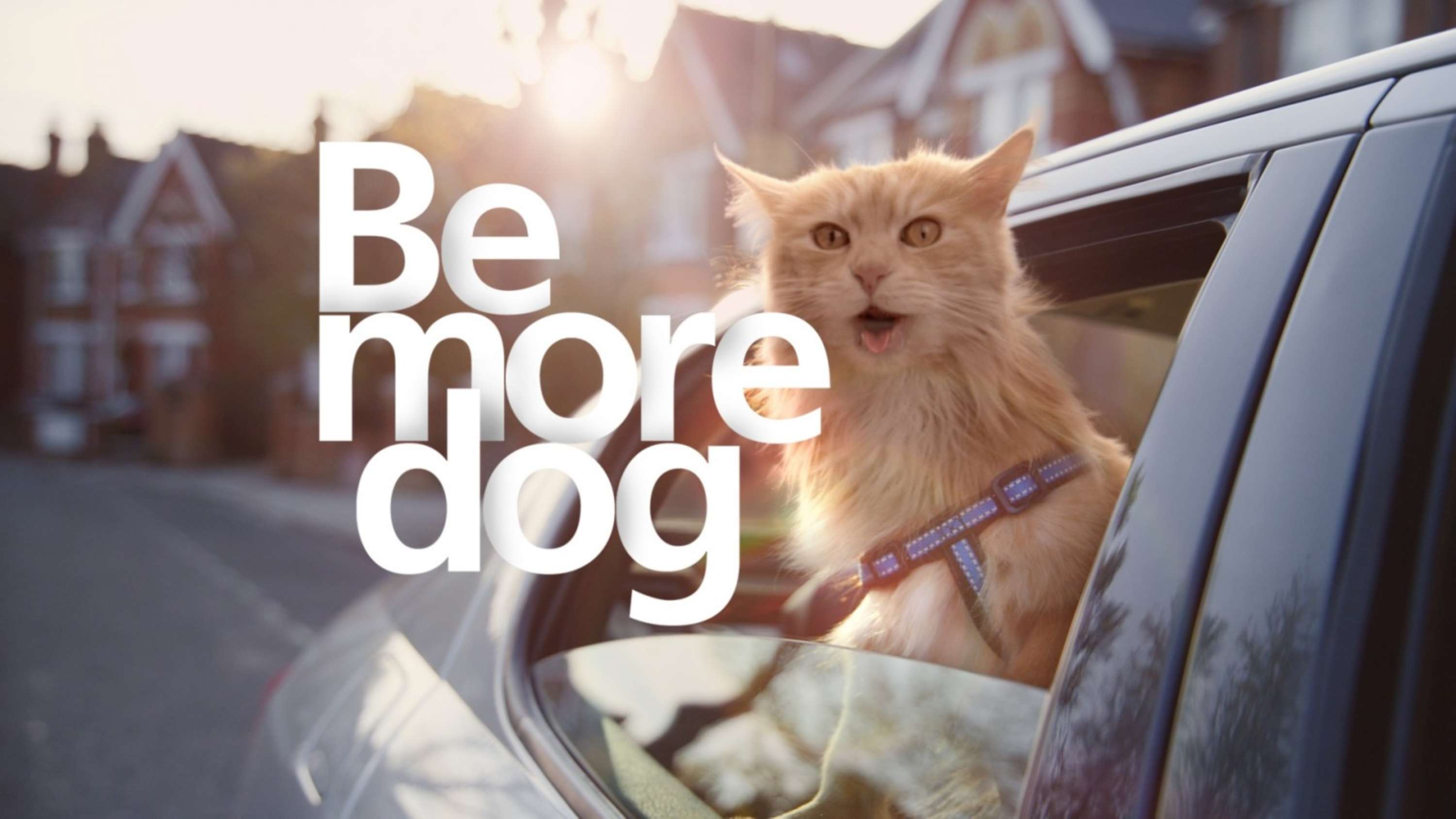 O2: Be more dog by Matthew Smith