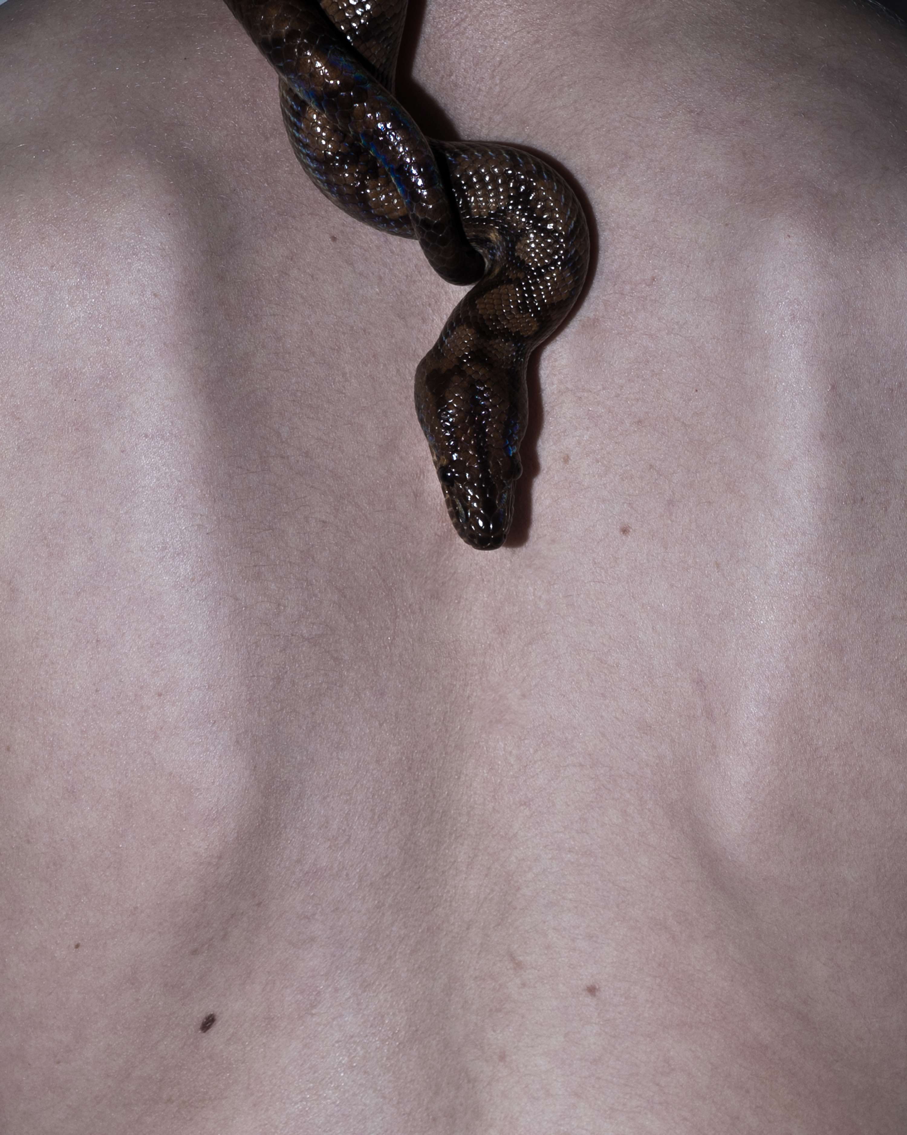 THE YEAR OF THE SNAKE by Laura Dester