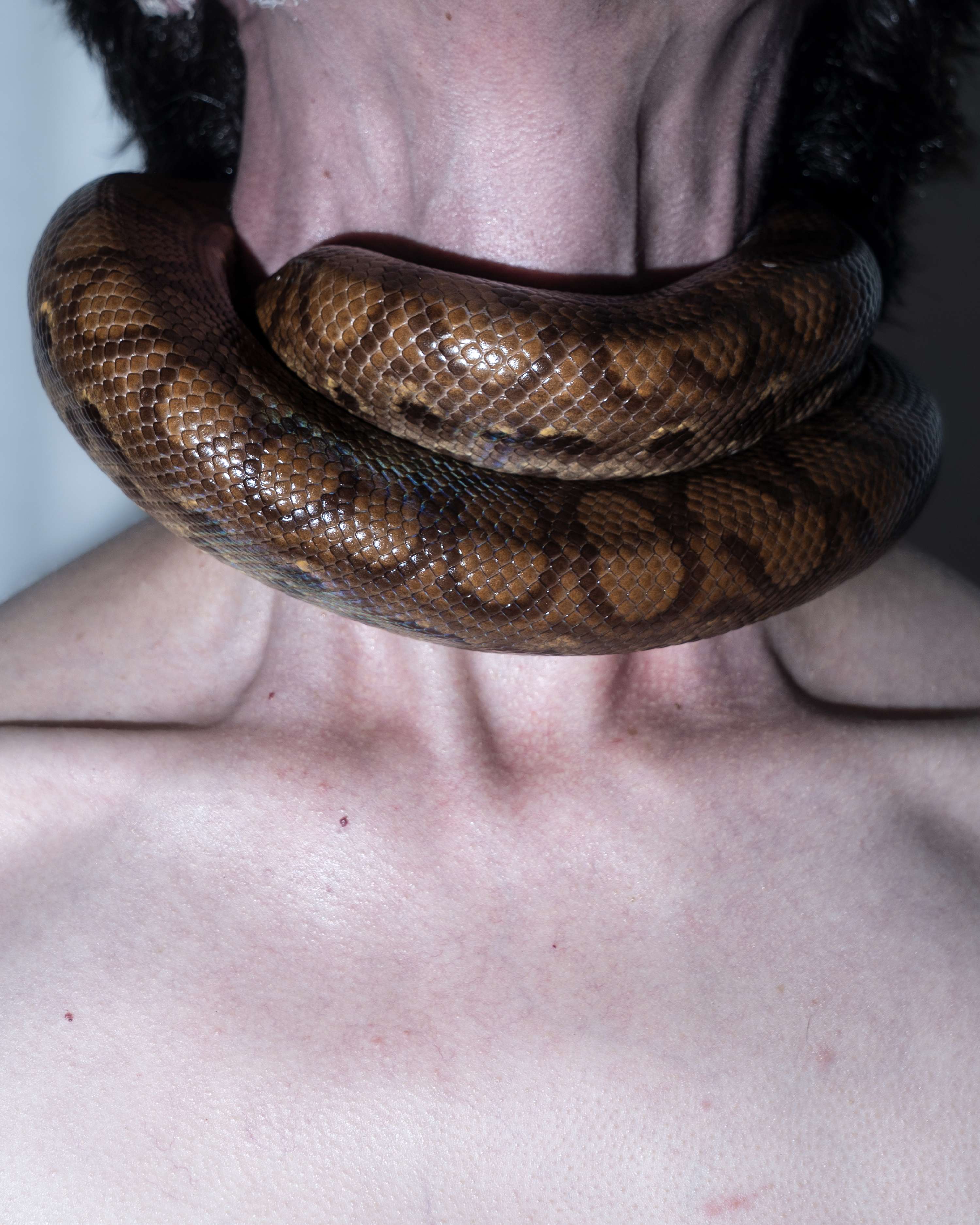 THE YEAR OF THE SNAKE by Laura Dester