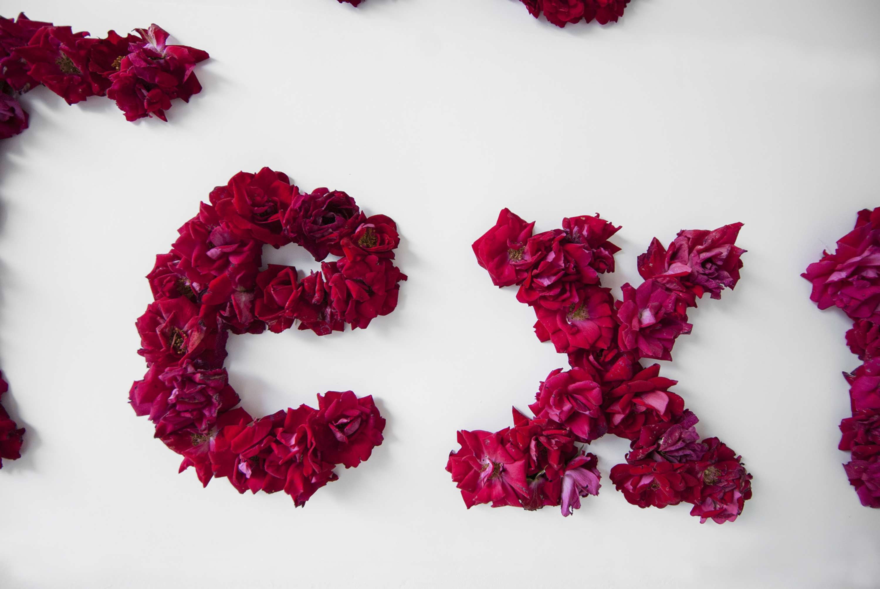From Rose to Text by Krishna Shanthi