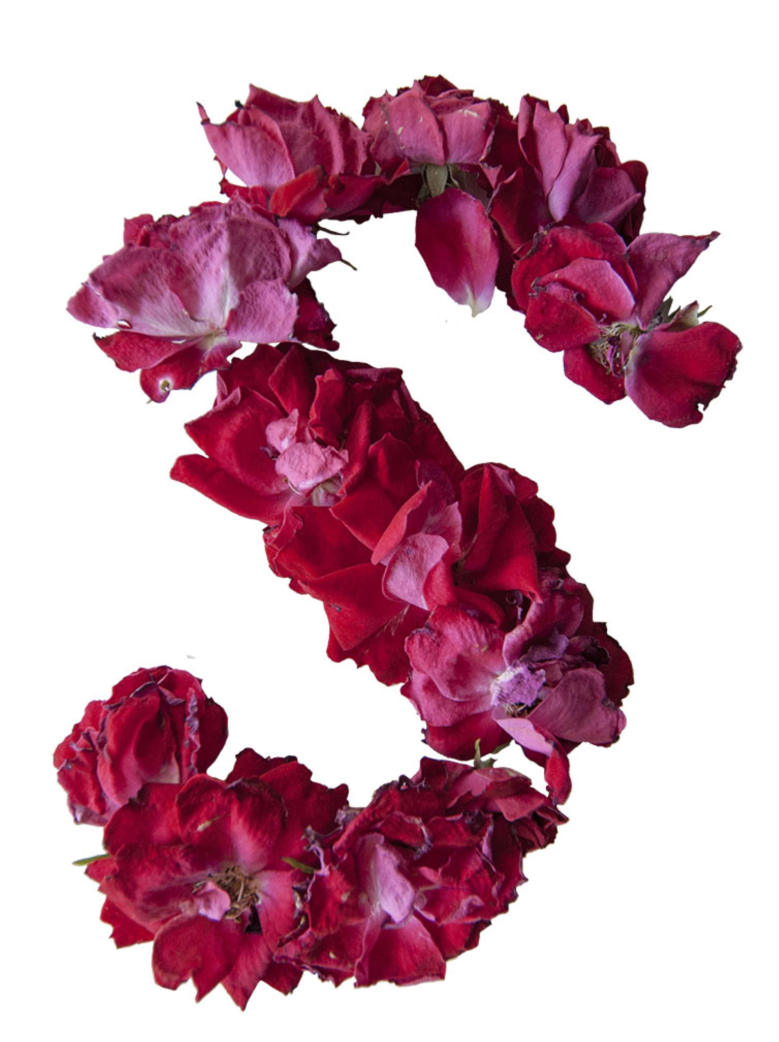 From Rose to Text by Krishna Shanthi