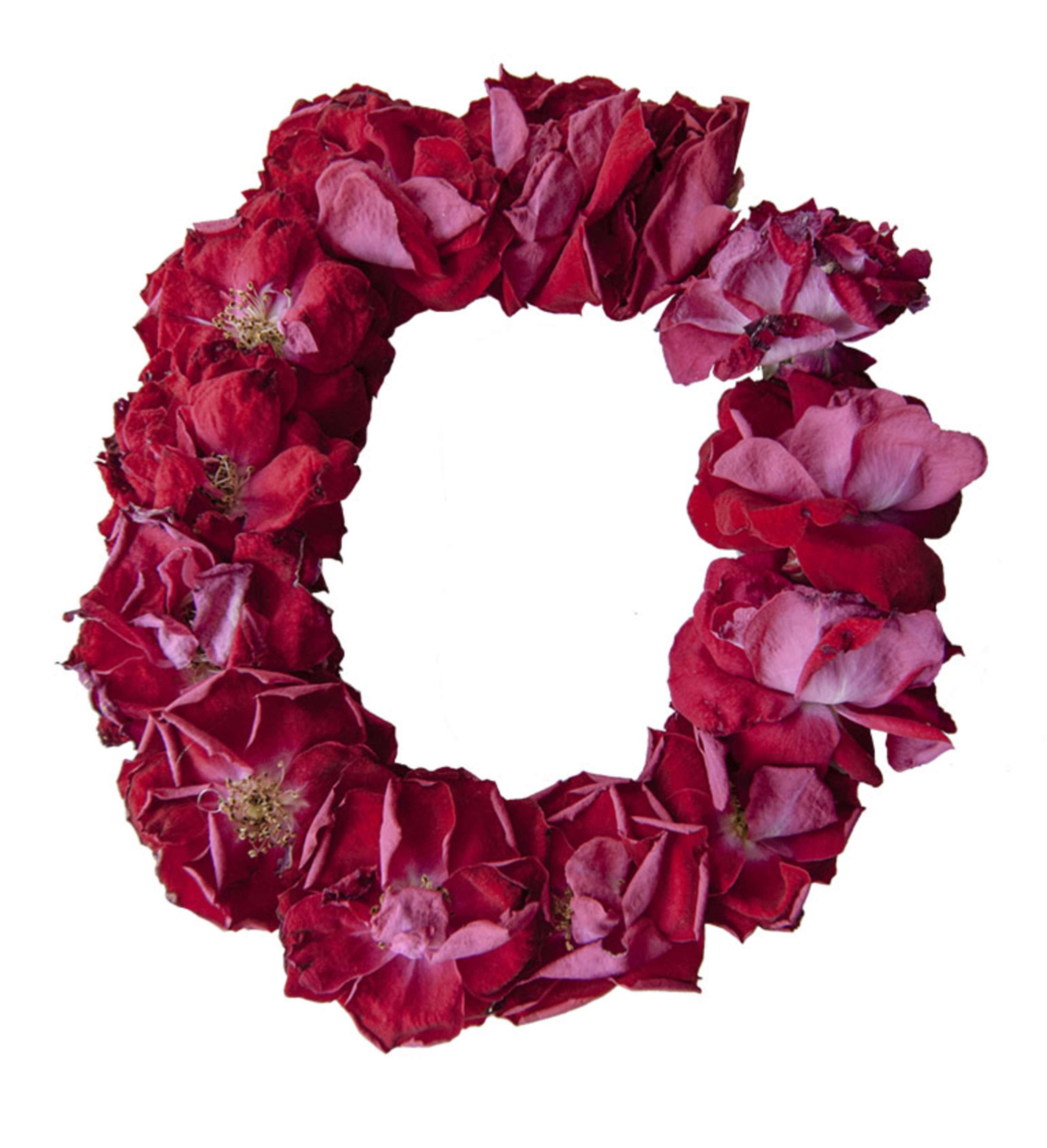From Rose to Text by Krishna Shanthi