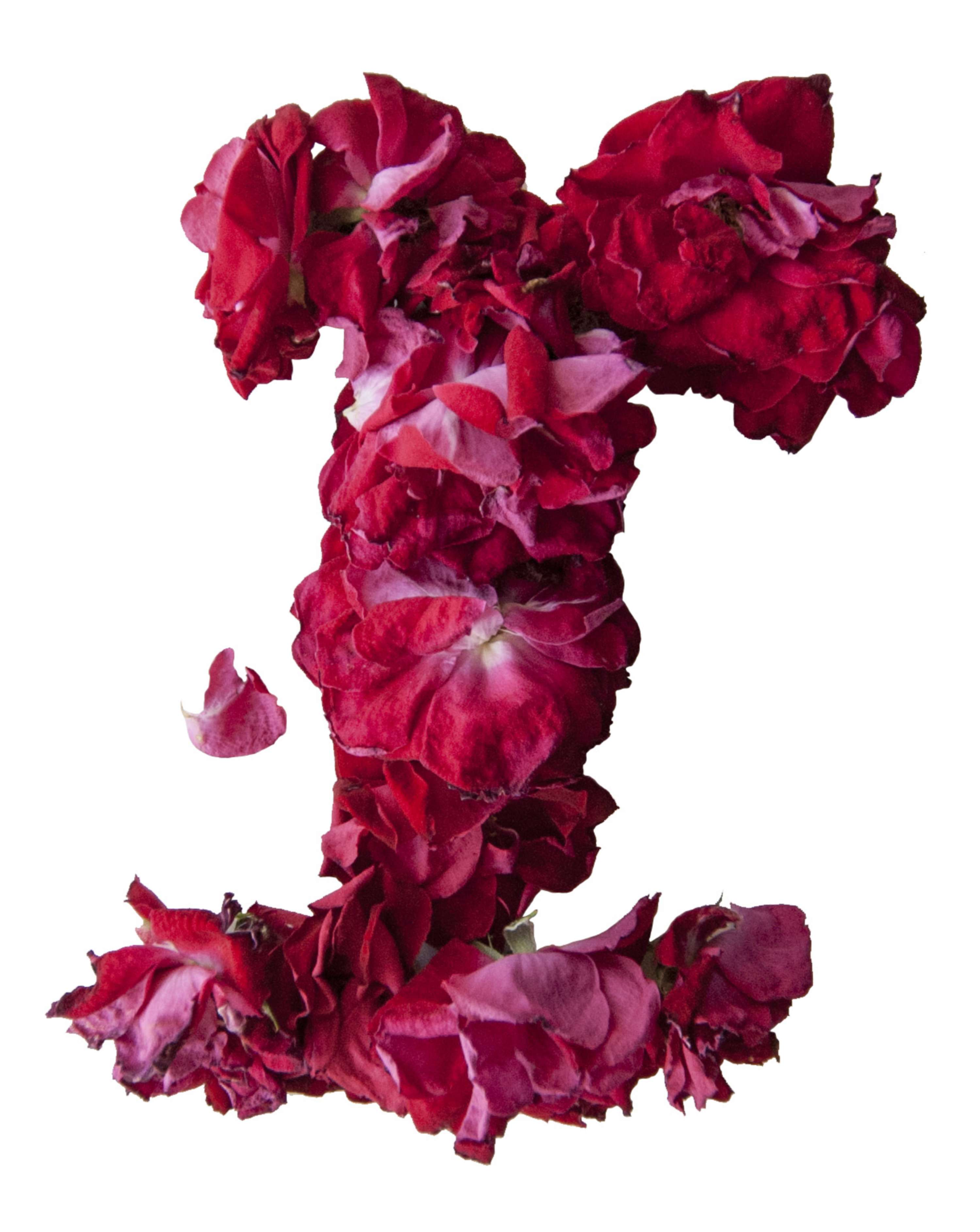 From Rose to Text by Krishna Shanthi