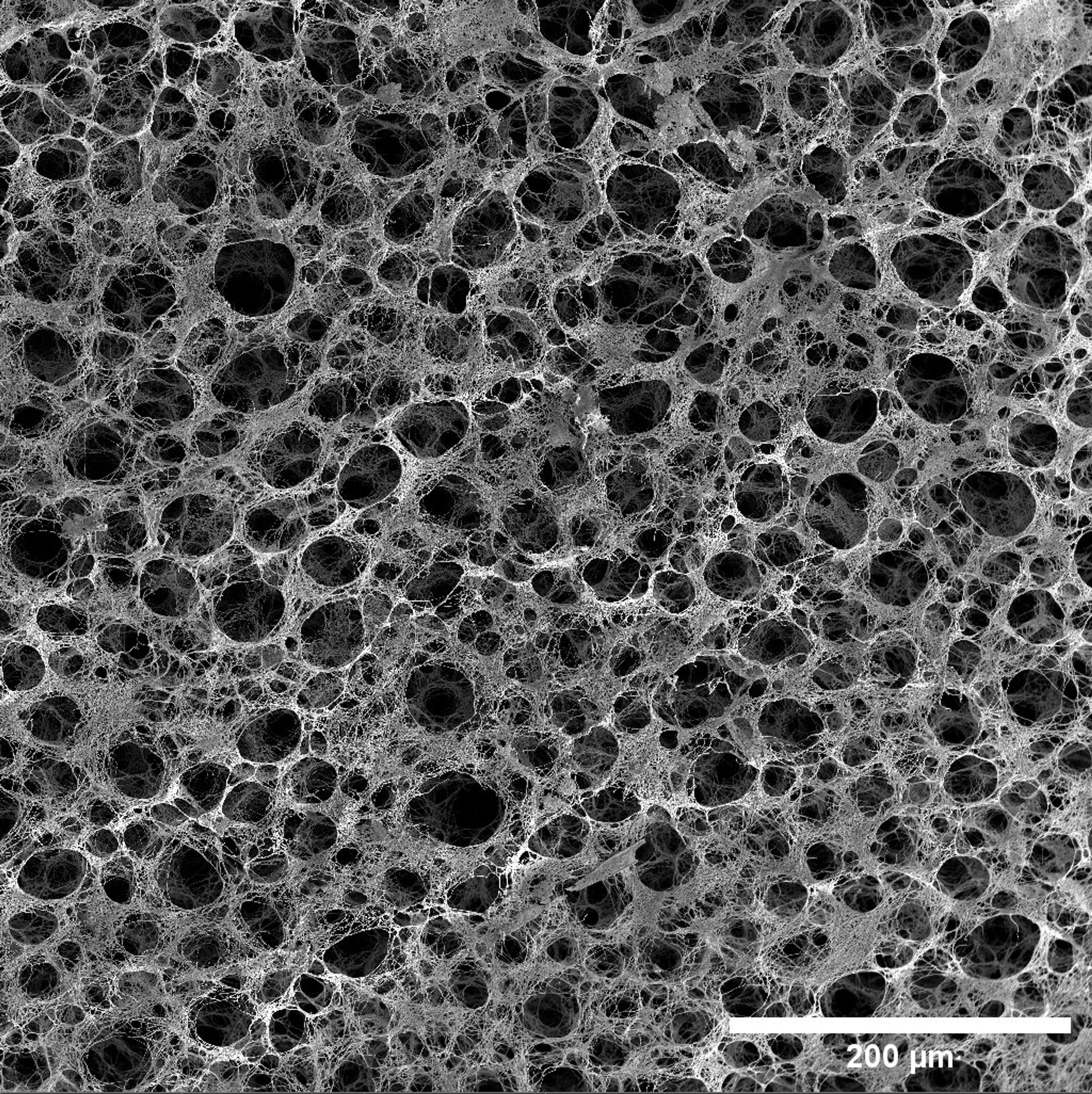 Investigating the Effect of Tissue Engineering   Scaffold Architecture on Cell Morphogenesis by Bharat Jassal