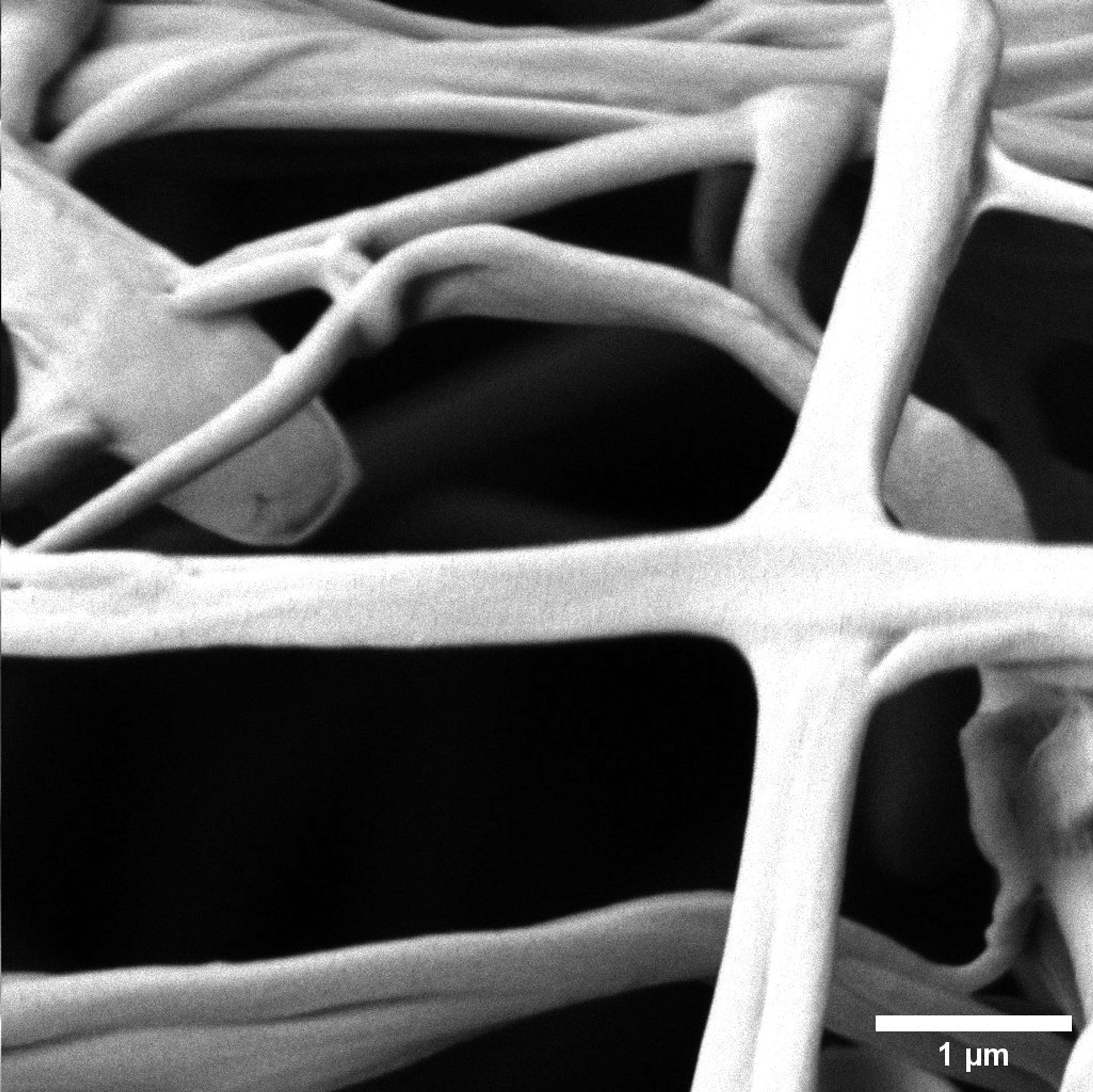 Investigating the Effect of Tissue Engineering   Scaffold Architecture on Cell Morphogenesis by Bharat Jassal