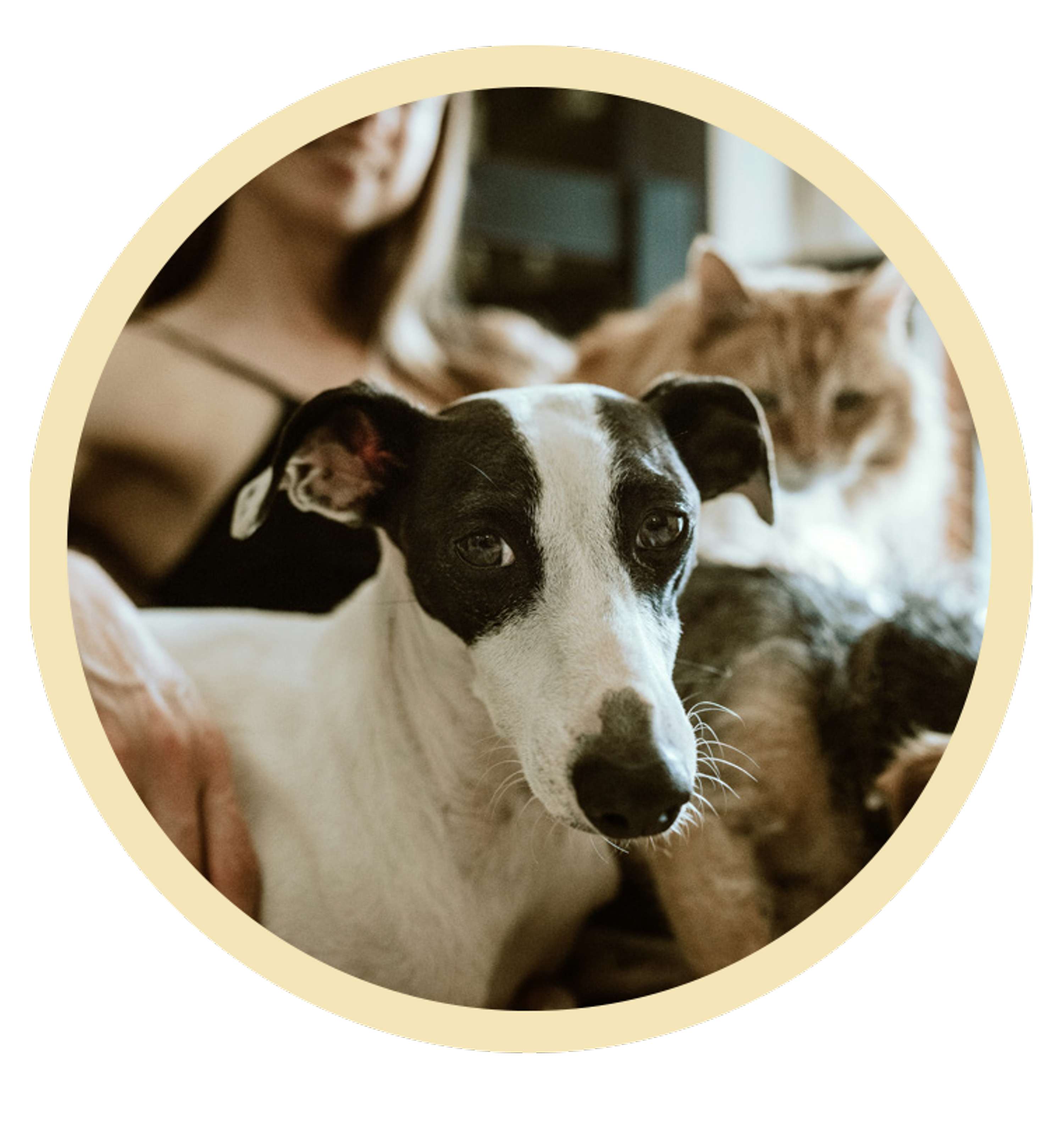 Mobile App - Planet Pet by Elisa Barbata