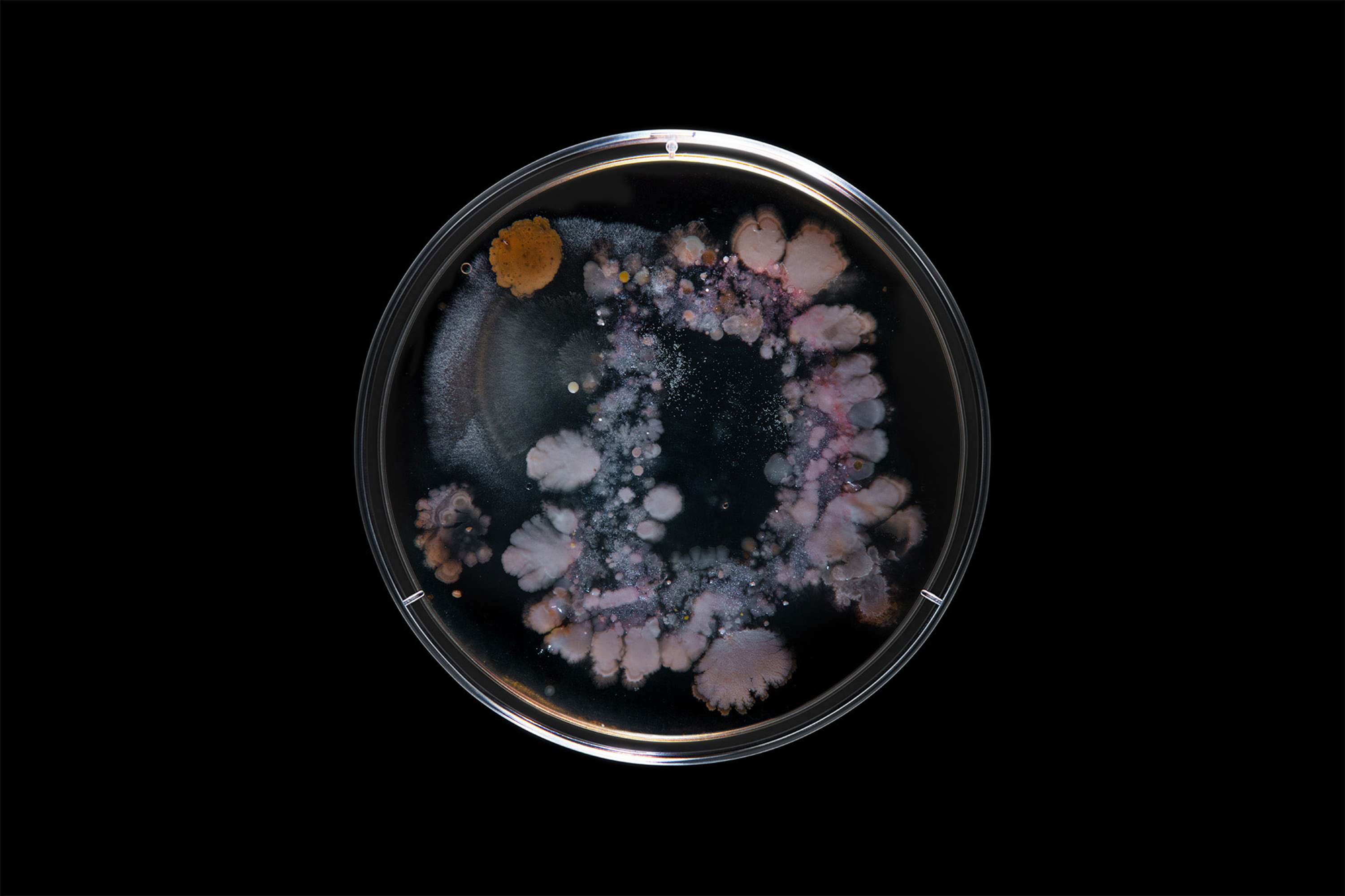 Bacteria by Scott Freeman