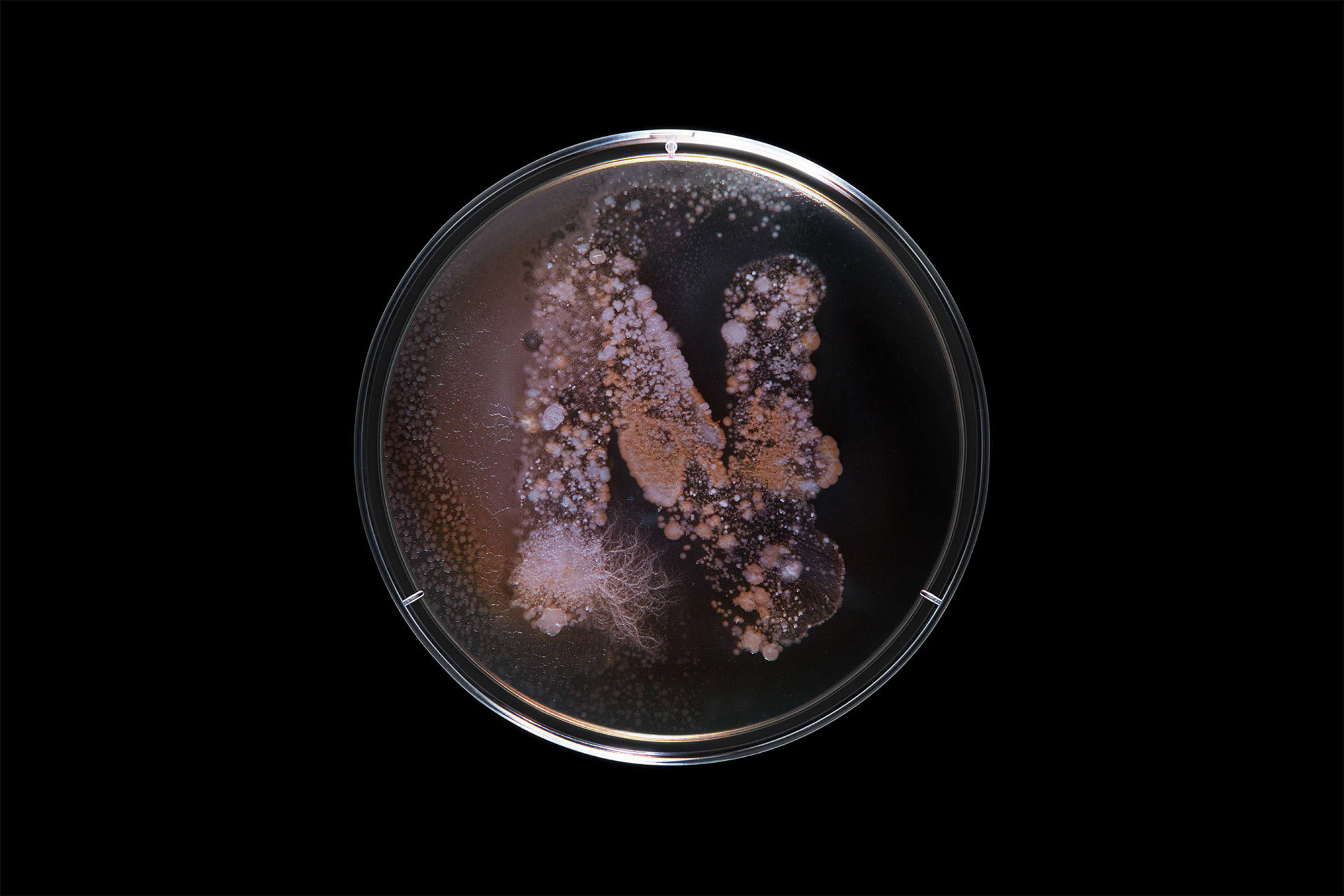 Bacteria by Scott Freeman