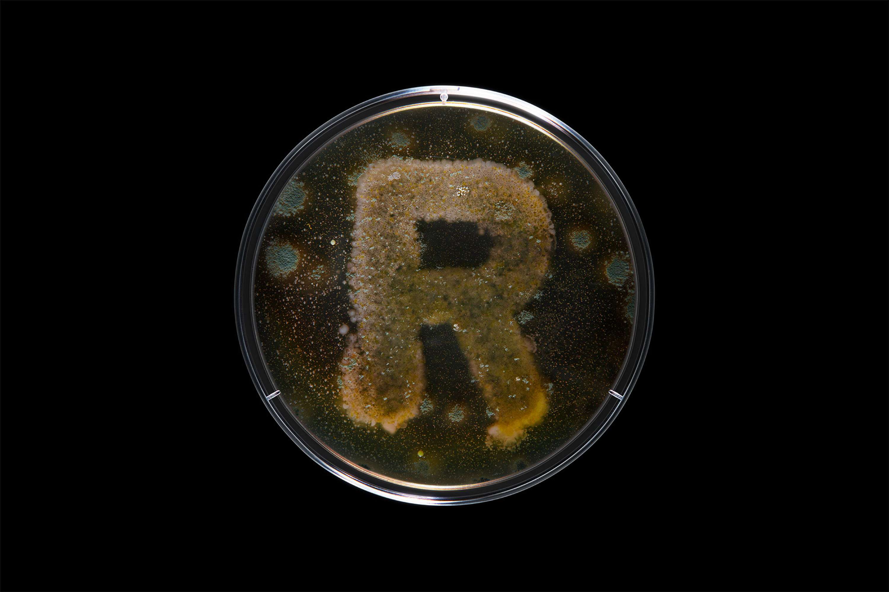 Bacteria by Scott Freeman