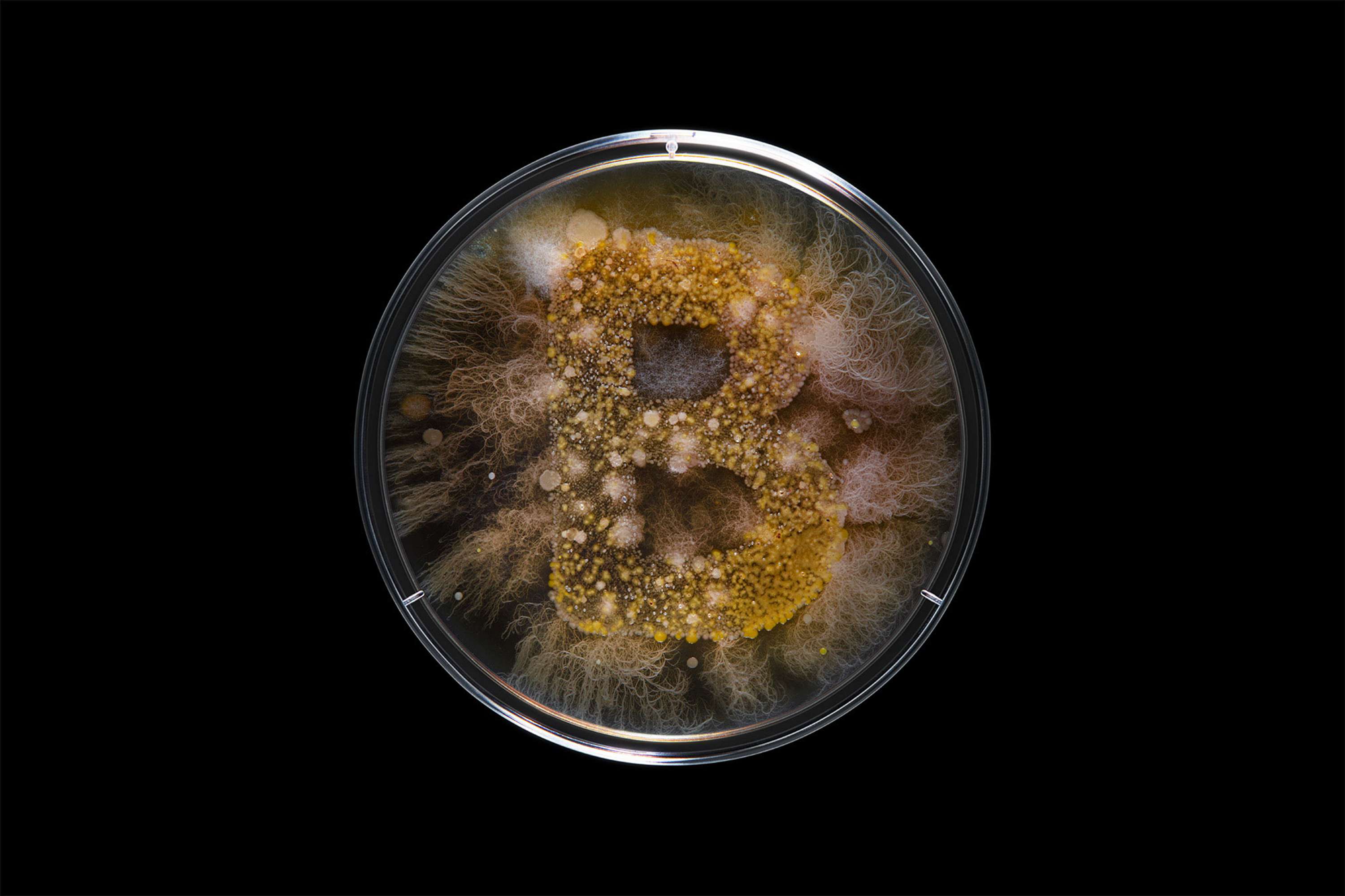 Bacteria by Scott Freeman