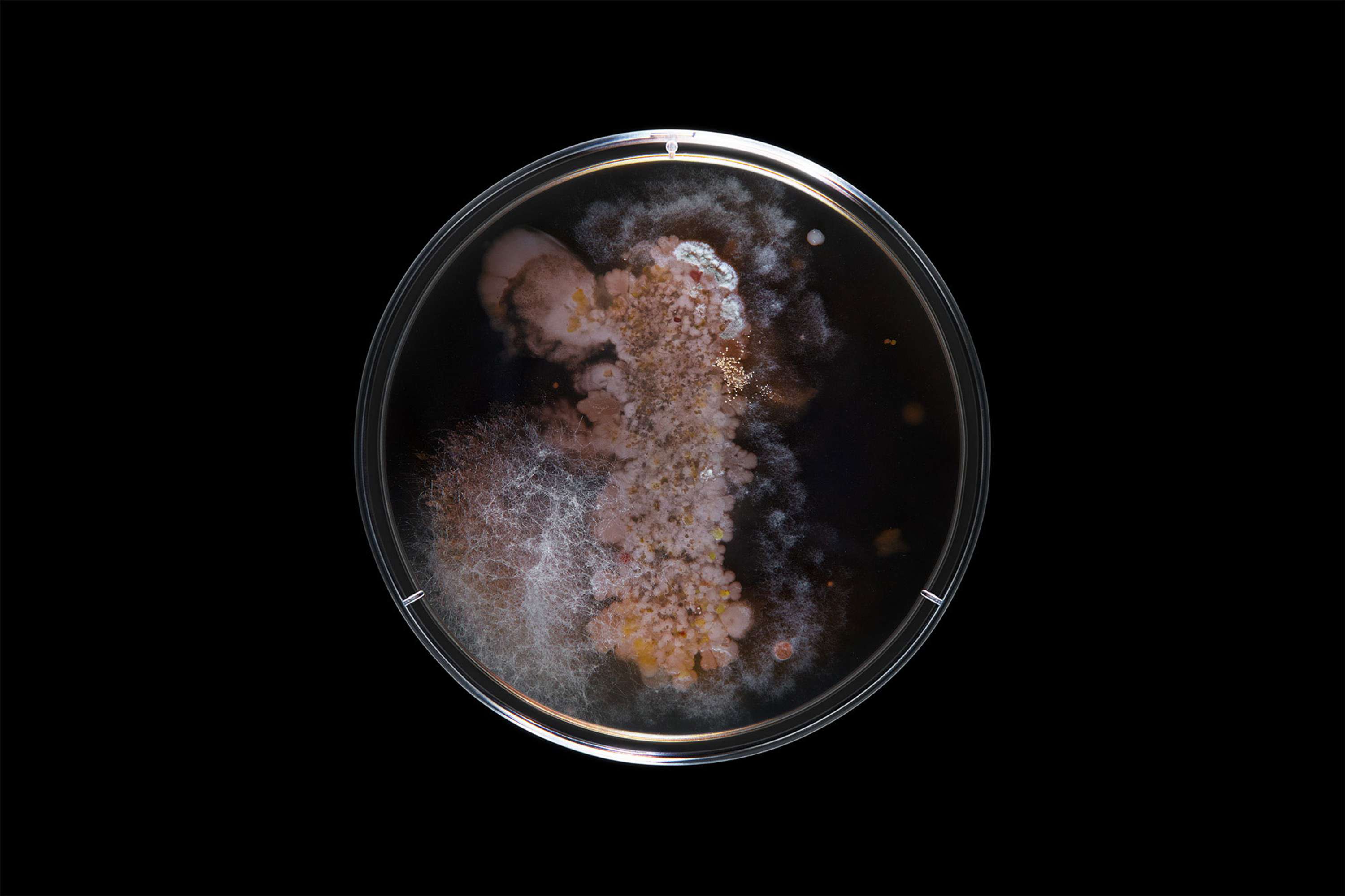 Bacteria by Scott Freeman