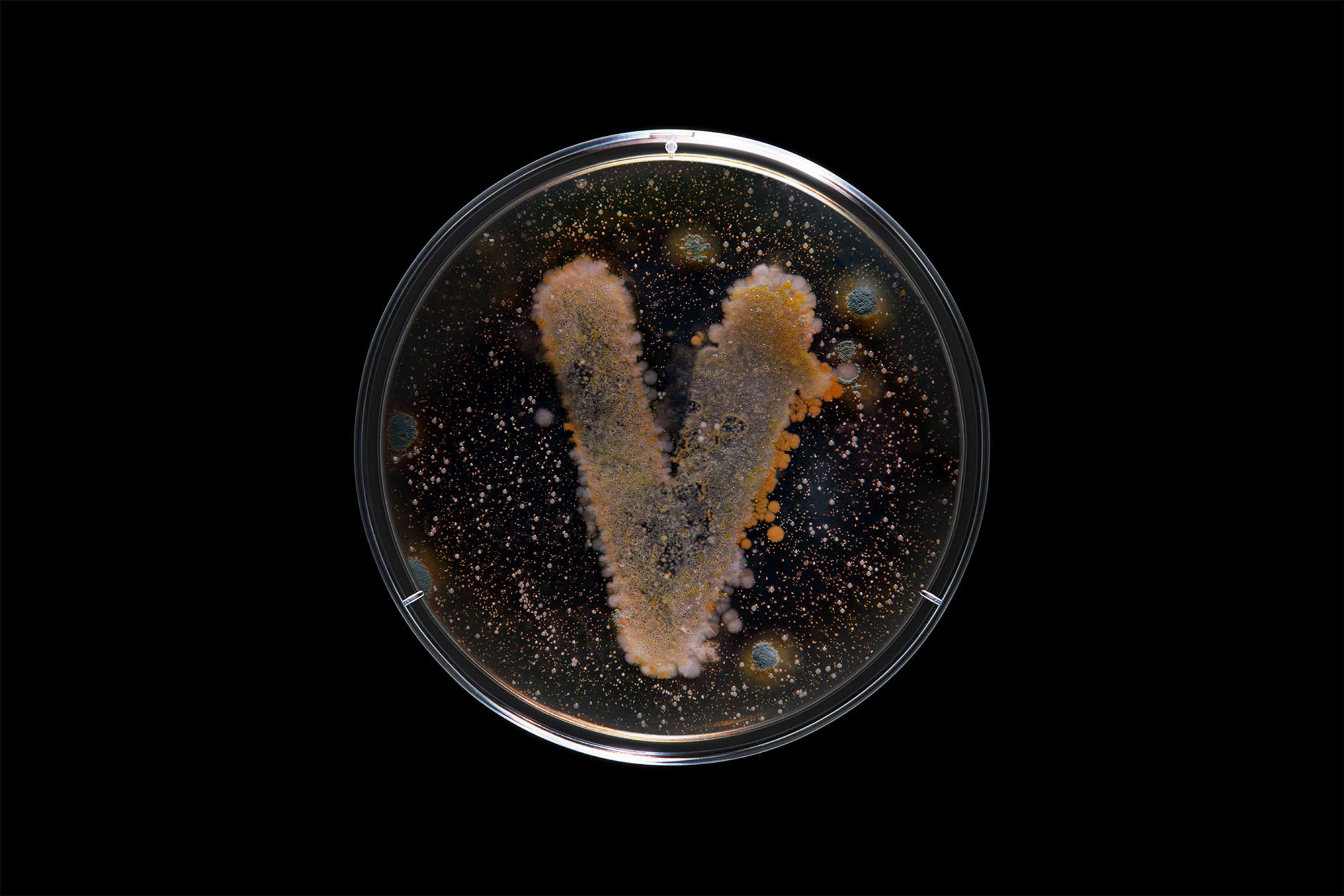 Bacteria by Scott Freeman