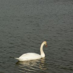 Bilimae Latimer