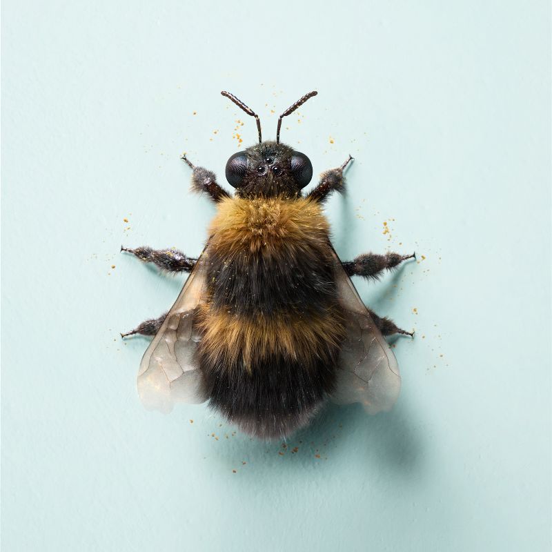 Bee by Additive Studios