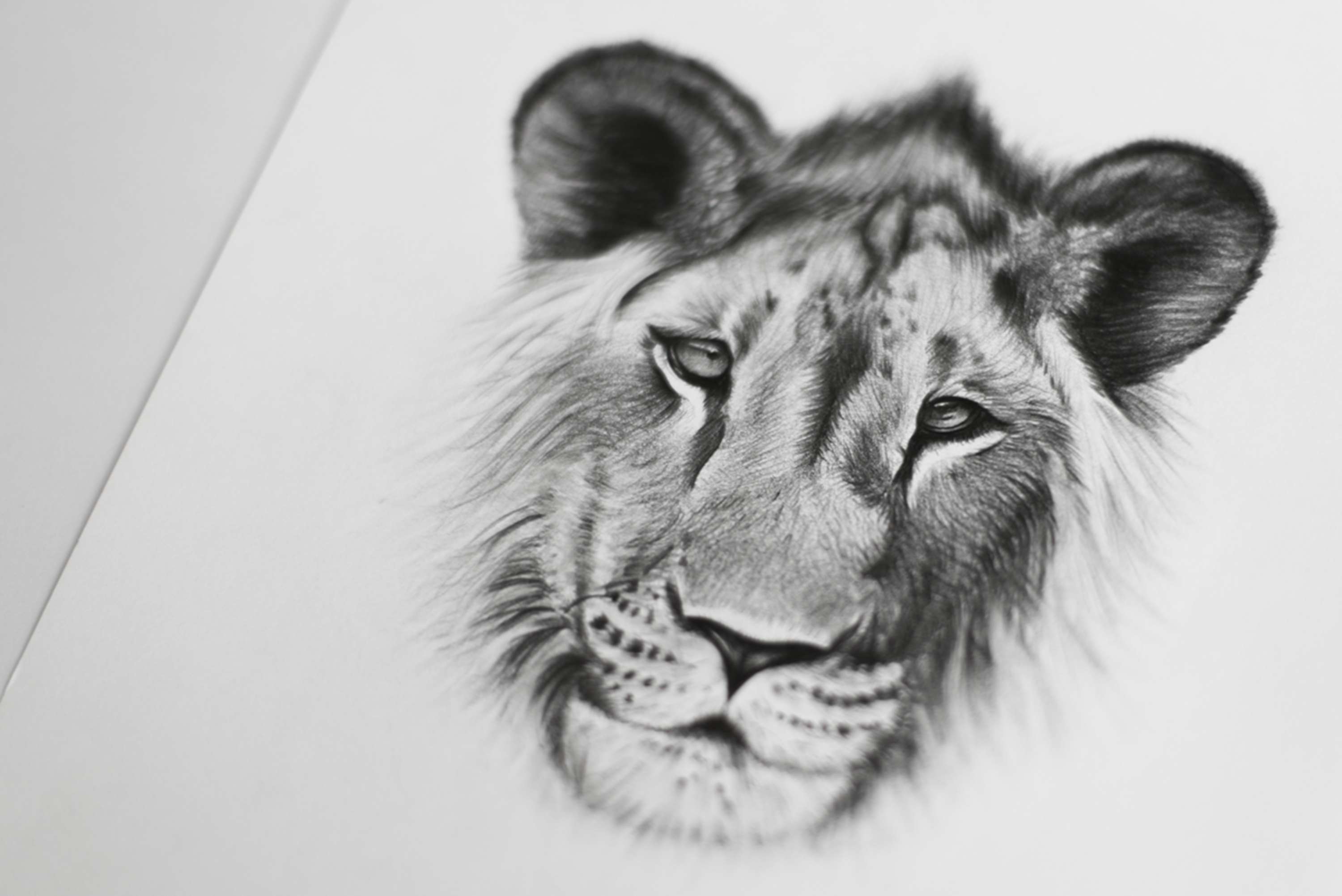 Kingdom Wear - Custom Illustrations by Alex Harris