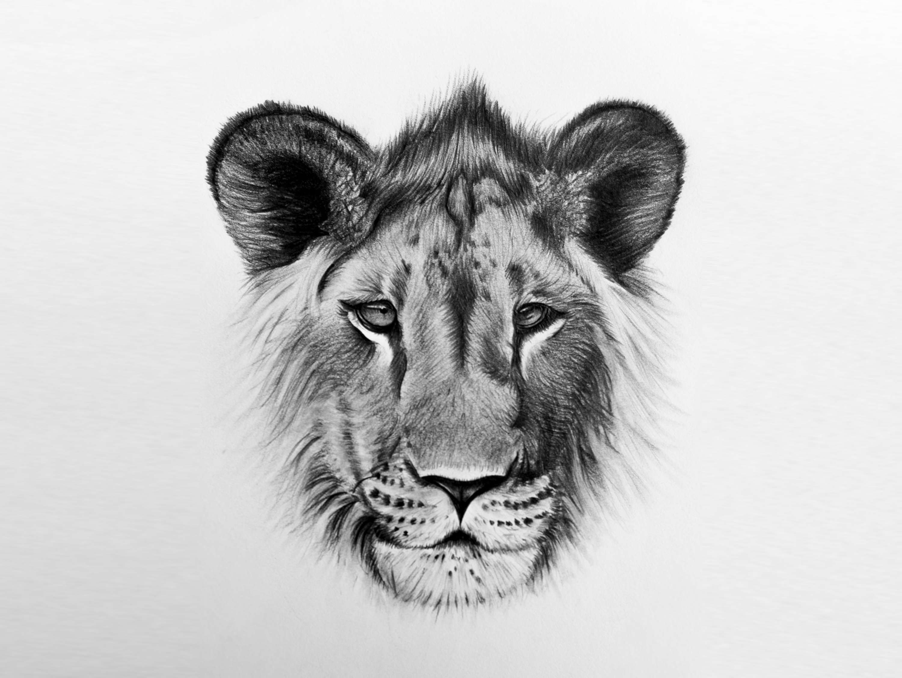 Kingdom Wear - Custom Illustrations by Alex Harris