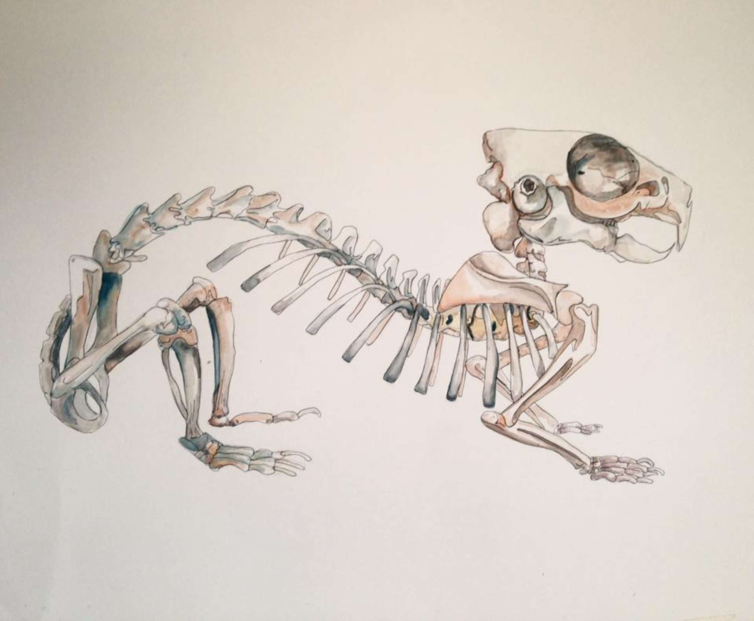 Drawings of things by Miranda Marchant
