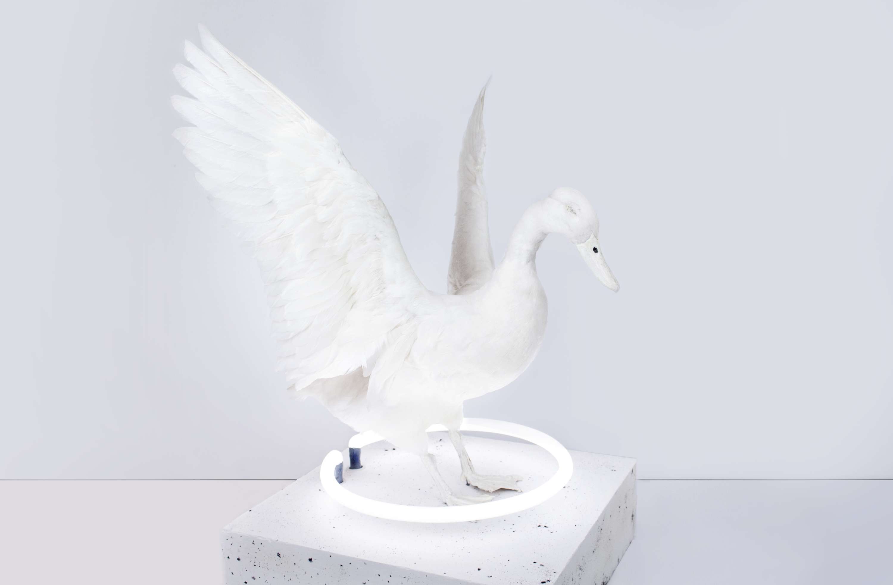 Owen by Harriet Horton