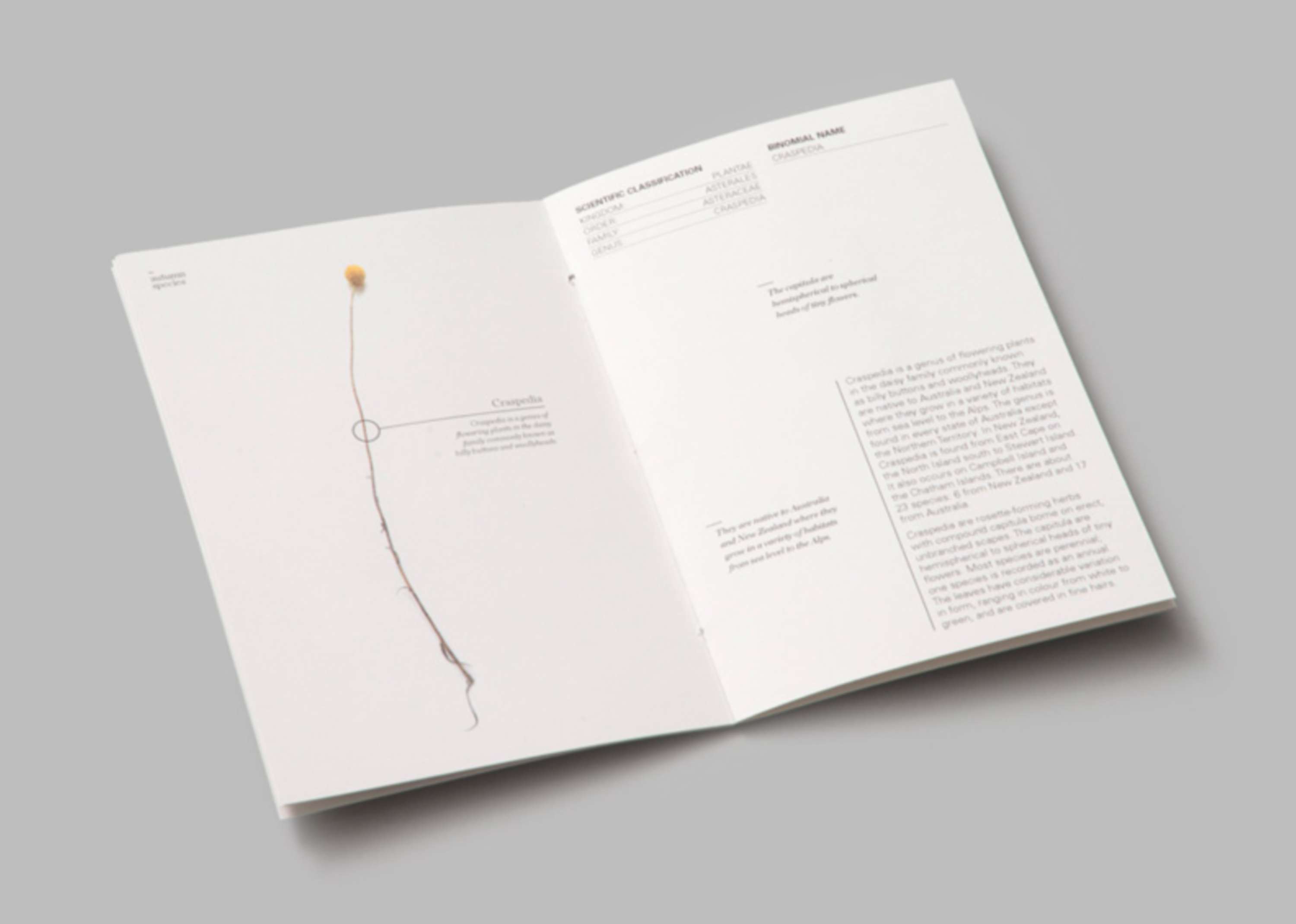 Eucalypt by Franka Wilkinson