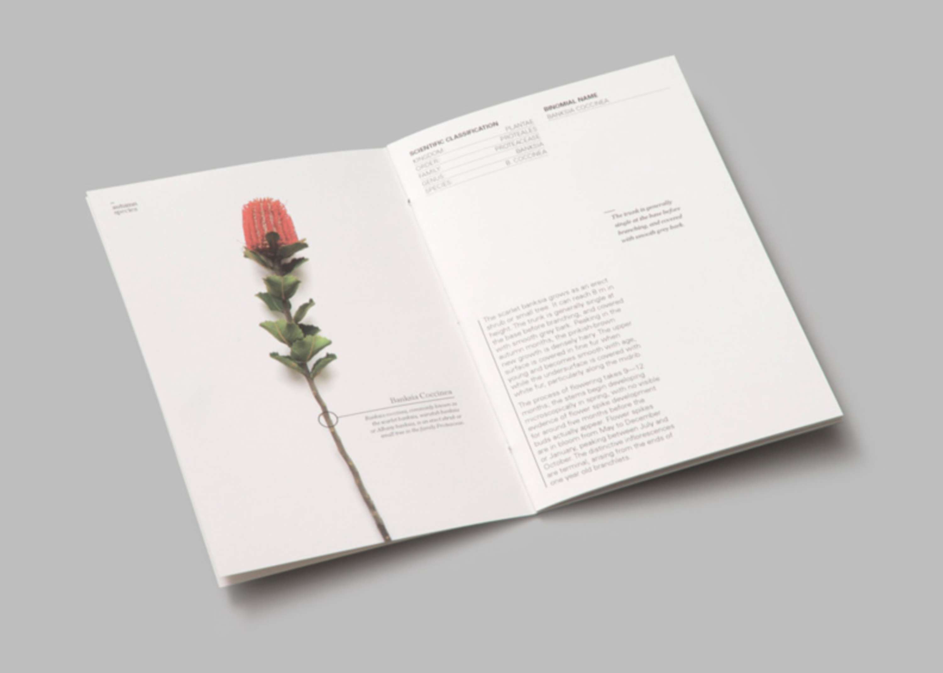 Eucalypt by Franka Wilkinson