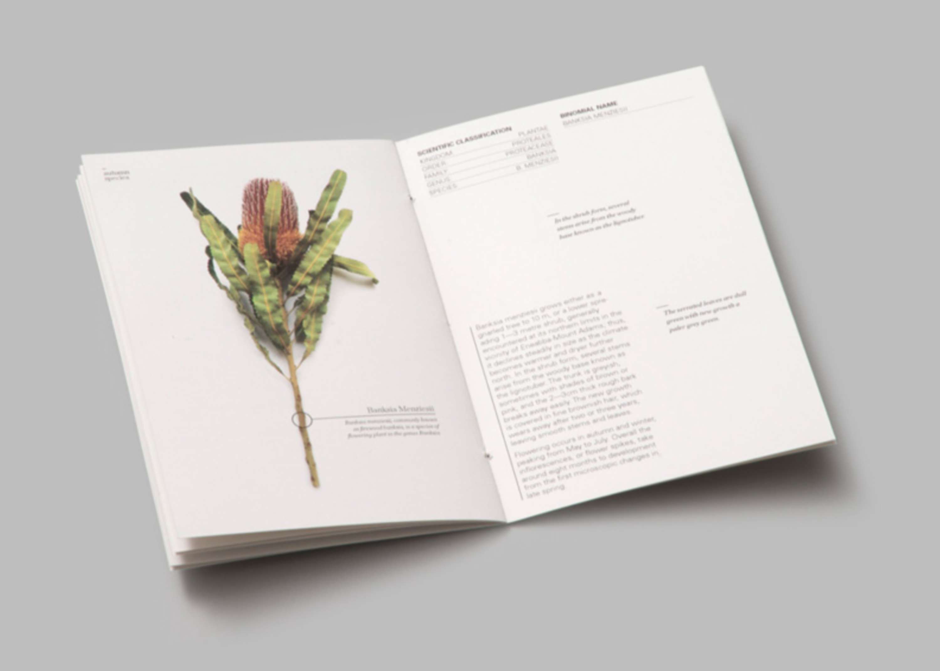 Eucalypt by Franka Wilkinson