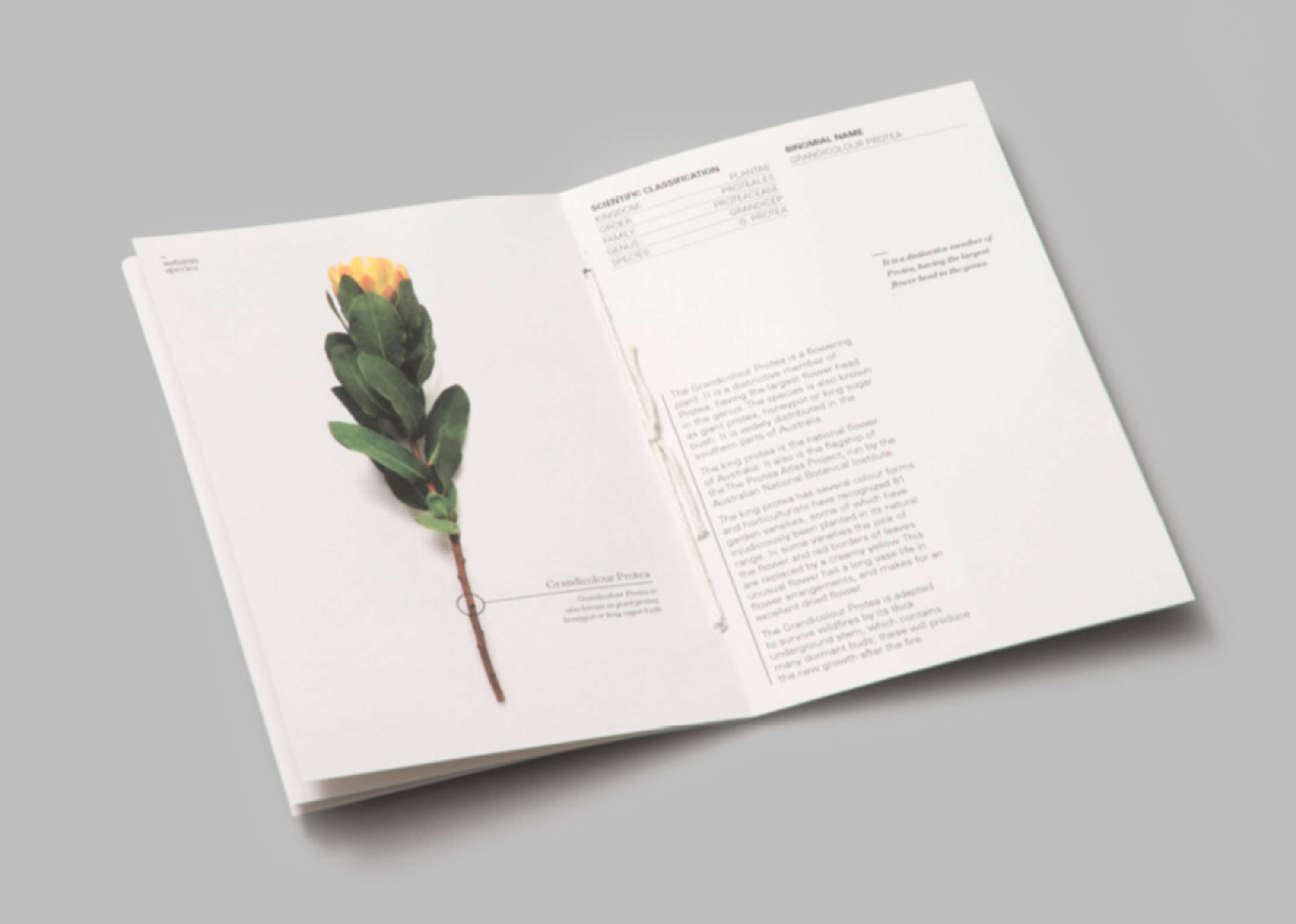 Eucalypt by Franka Wilkinson