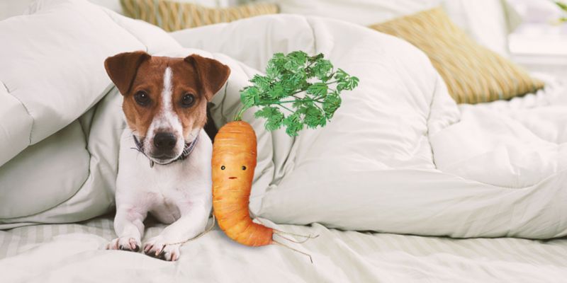 Aldi's Kevin the Carrot by Andi Tajti