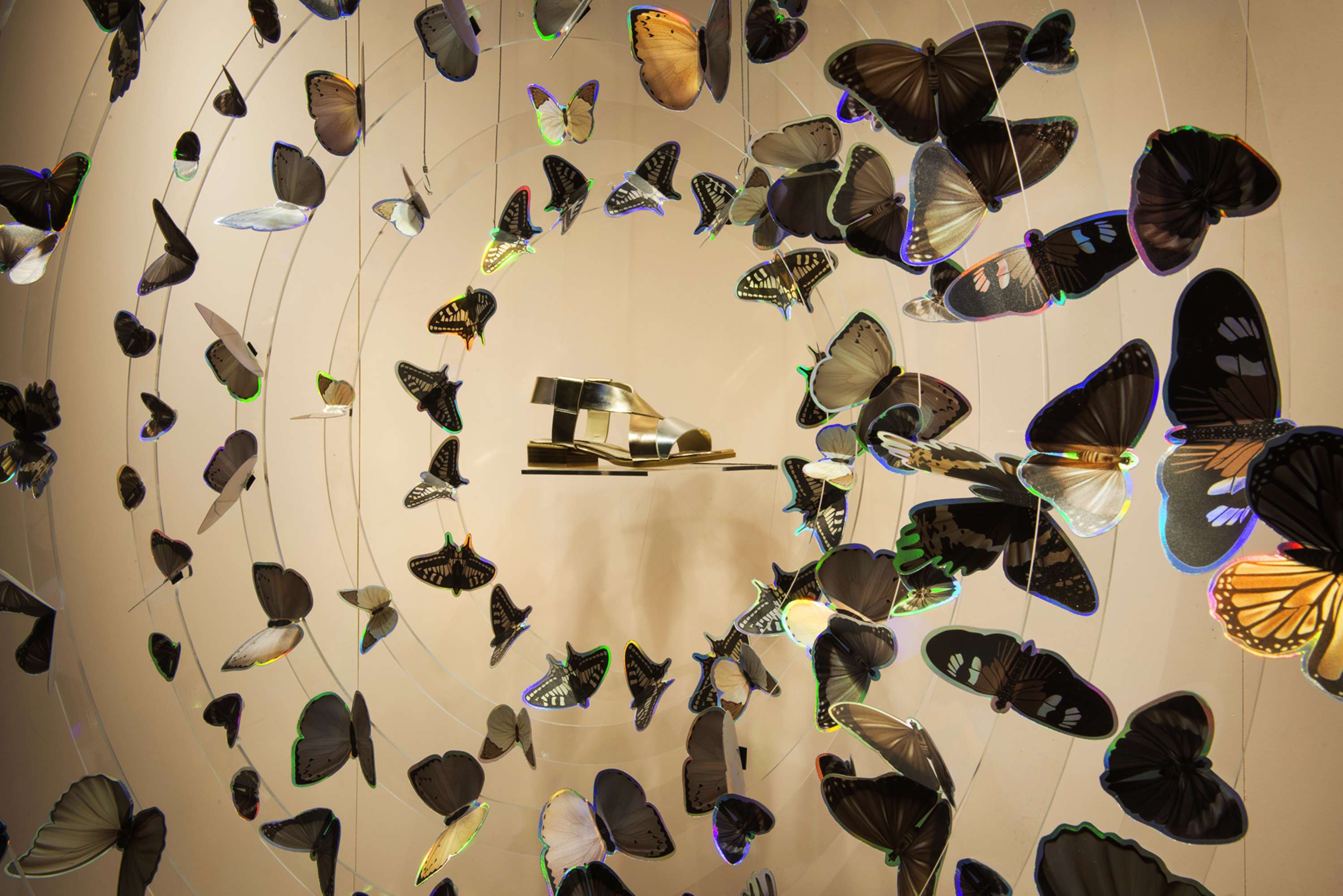 Butterfly Window by Clarks