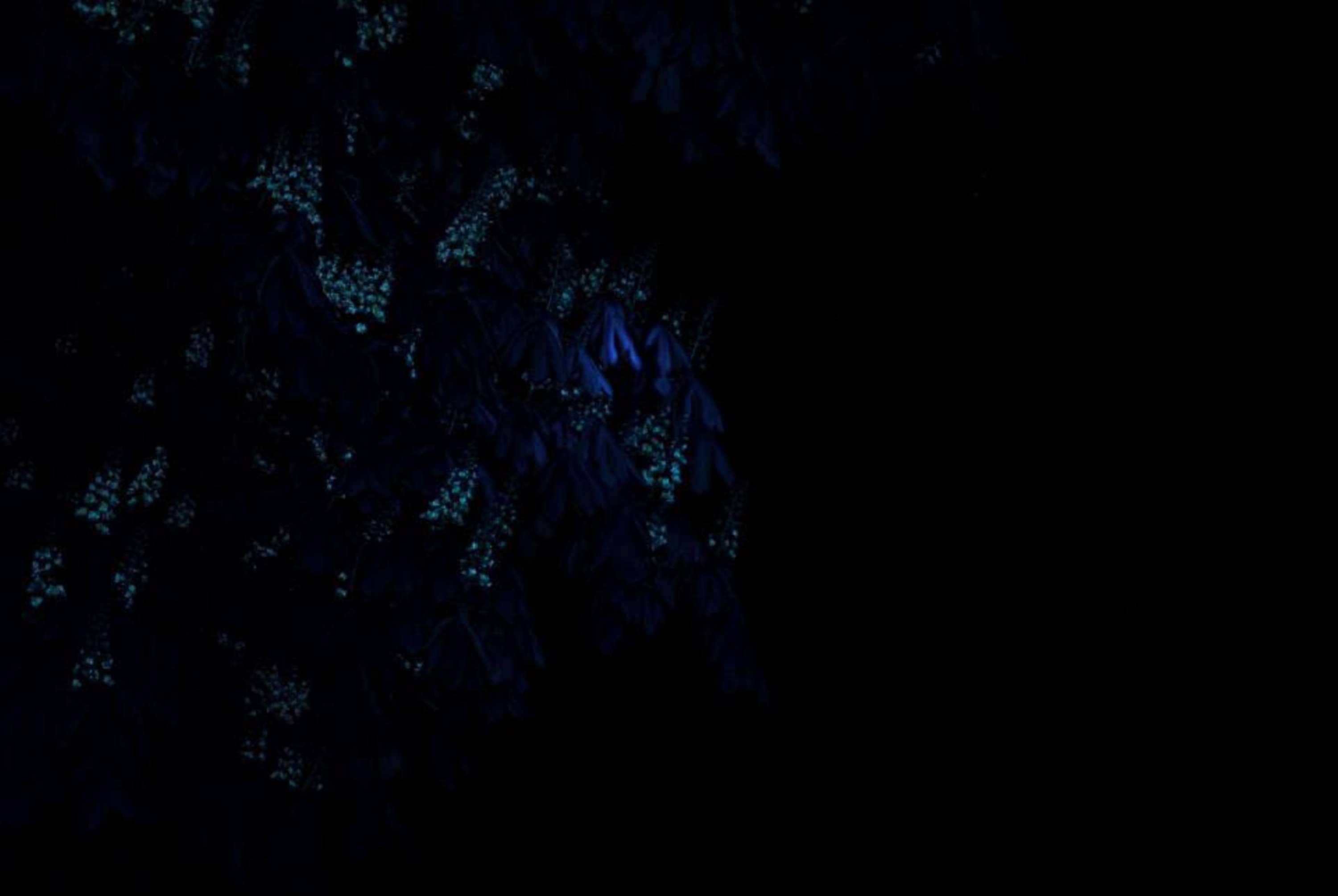 Dark Light project-2014 by Stacey Rose
