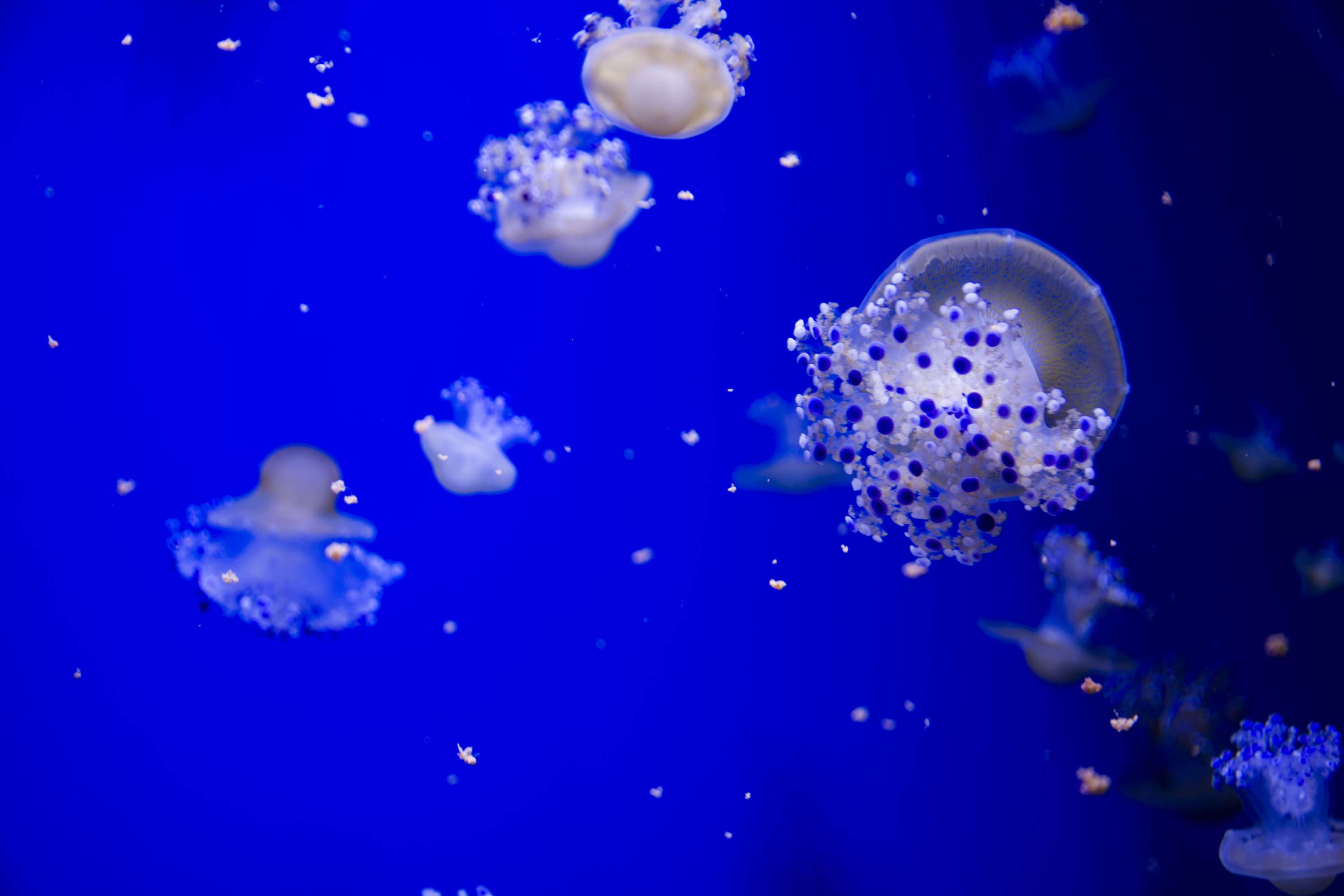 Exploring Valencia - Oceanographic by Lubica Placha