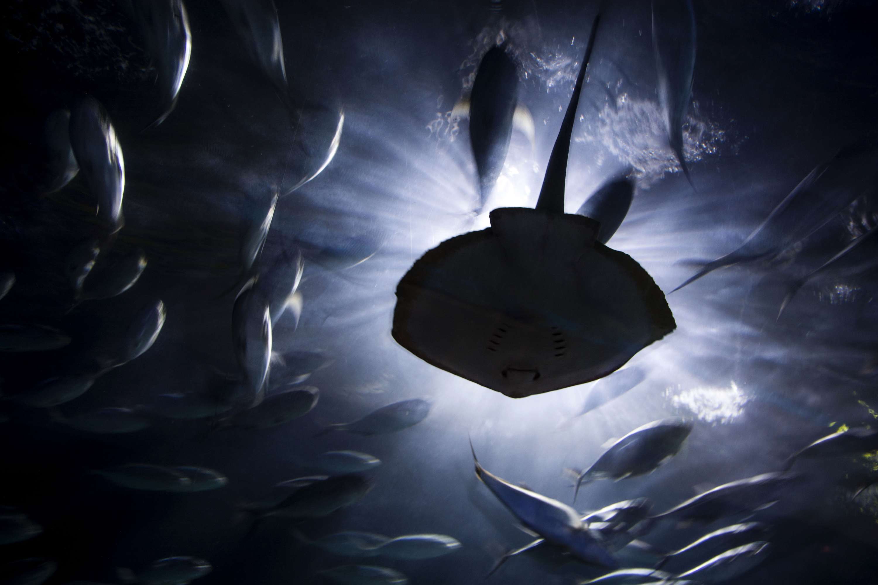 Exploring Valencia - Oceanographic by Lubica Placha
