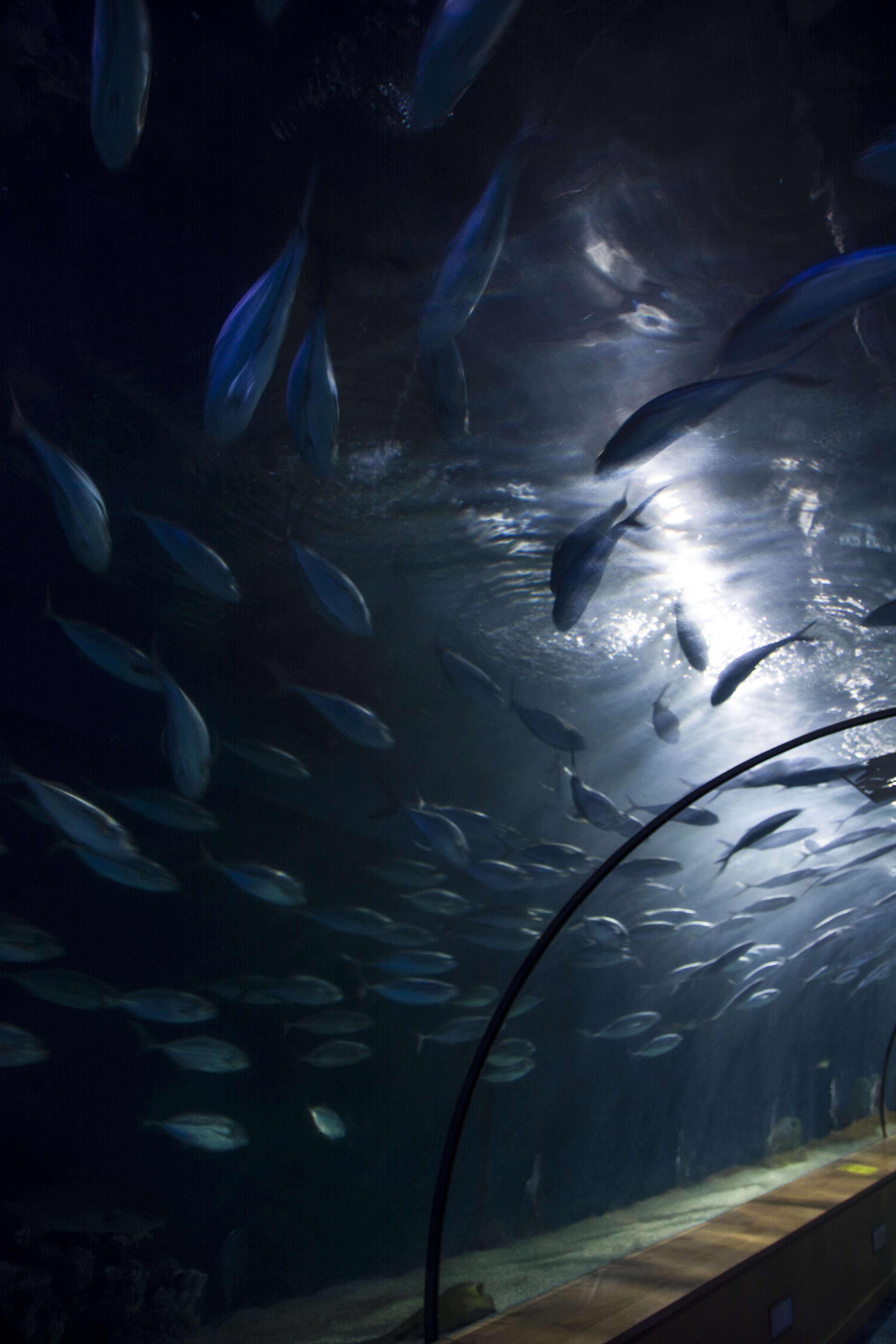 Exploring Valencia - Oceanographic by Lubica Placha