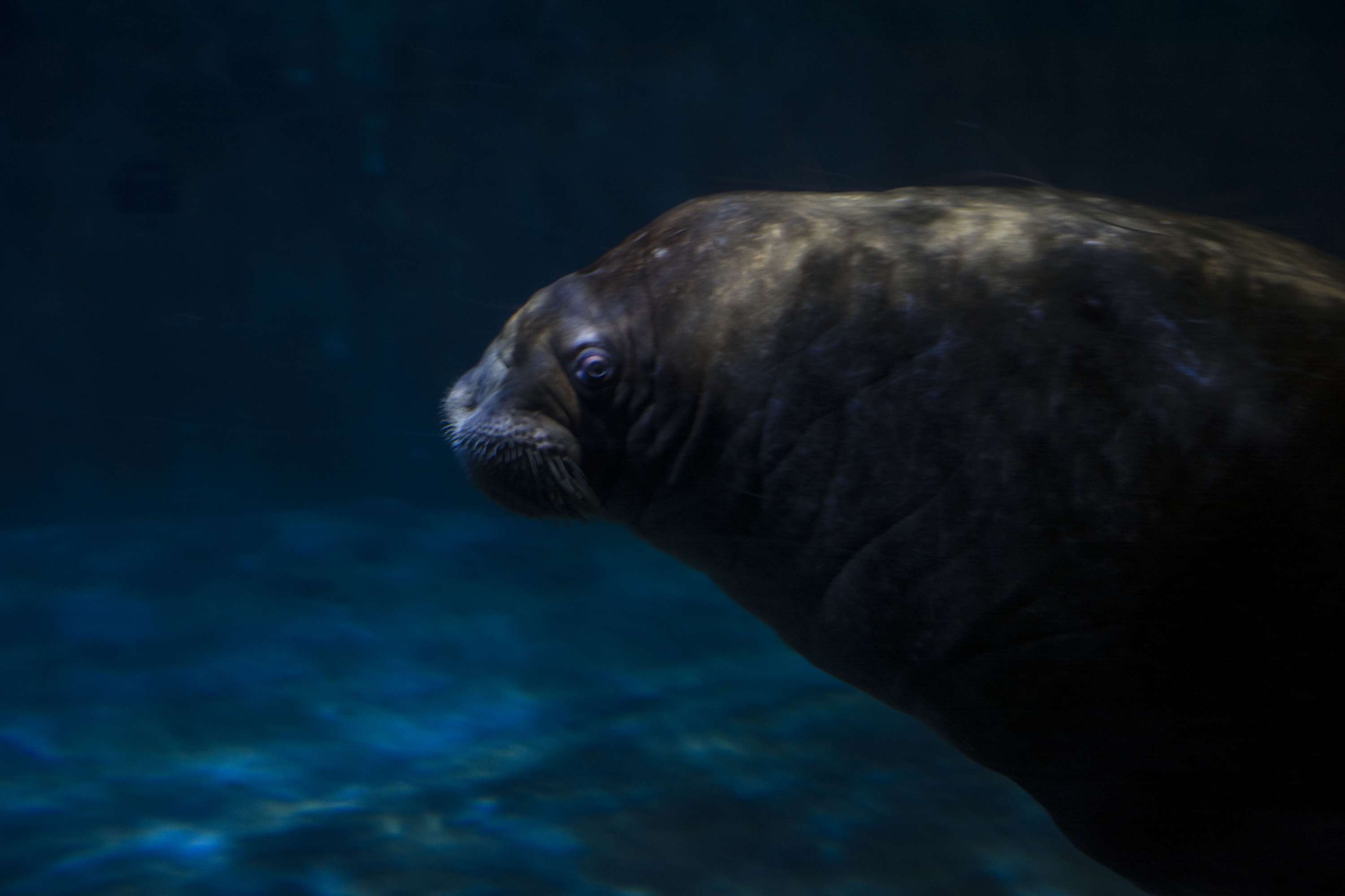 Exploring Valencia - Oceanographic by Lubica Placha