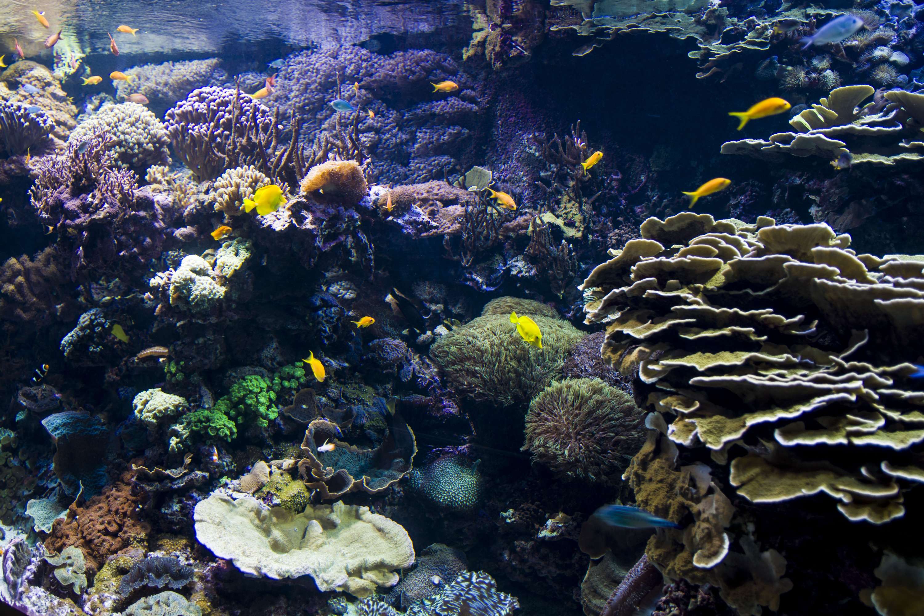 Exploring Valencia - Oceanographic by Lubica Placha