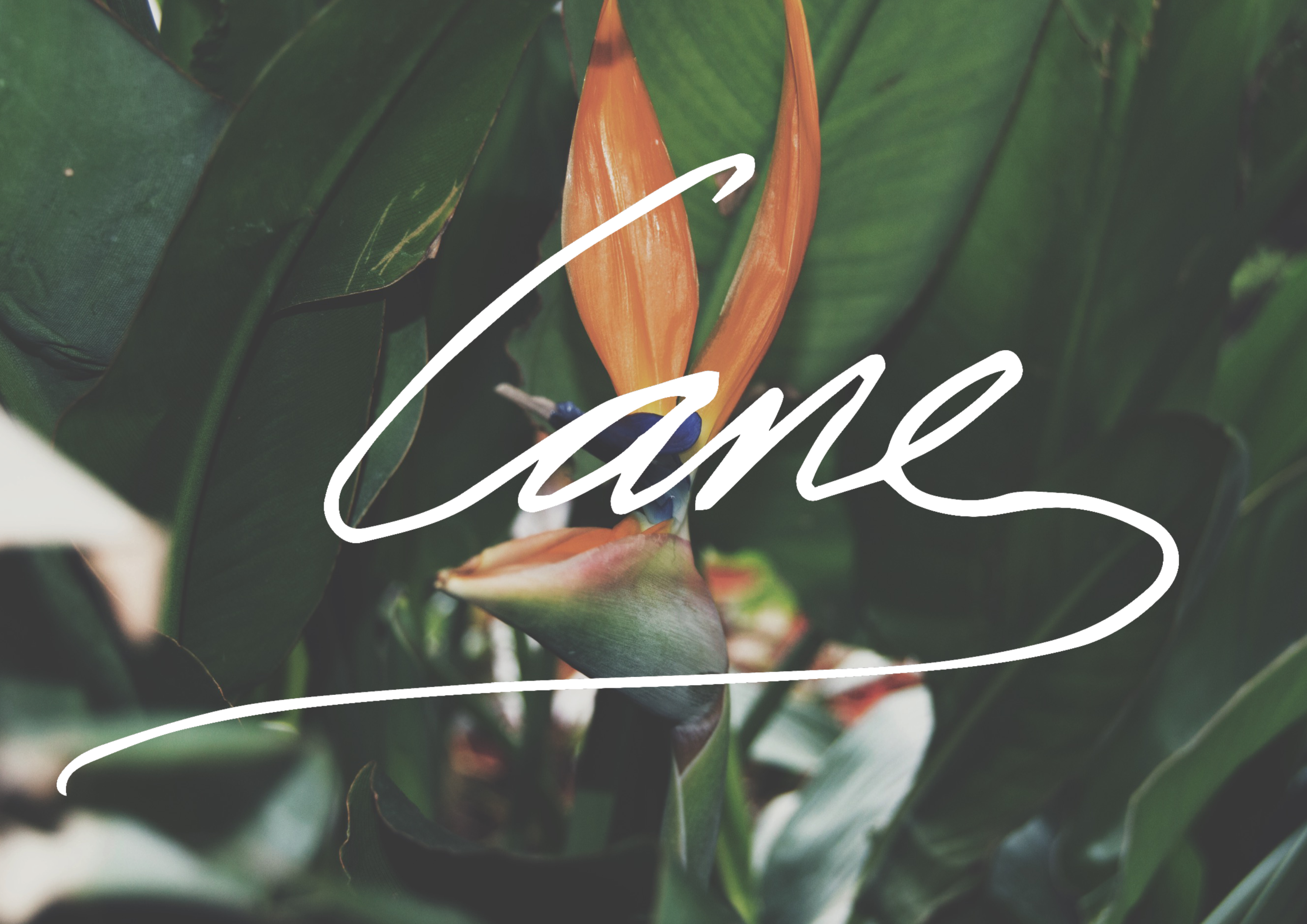 CANE Archive 01 by Jamal George-Sharpe