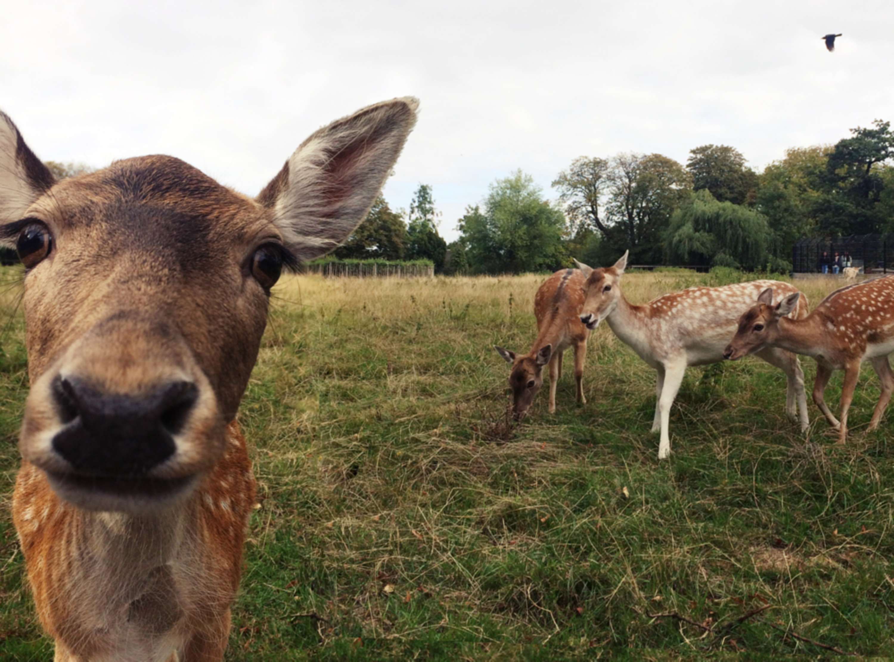 The walking app - Go Jauntly by Sylvia Szekely