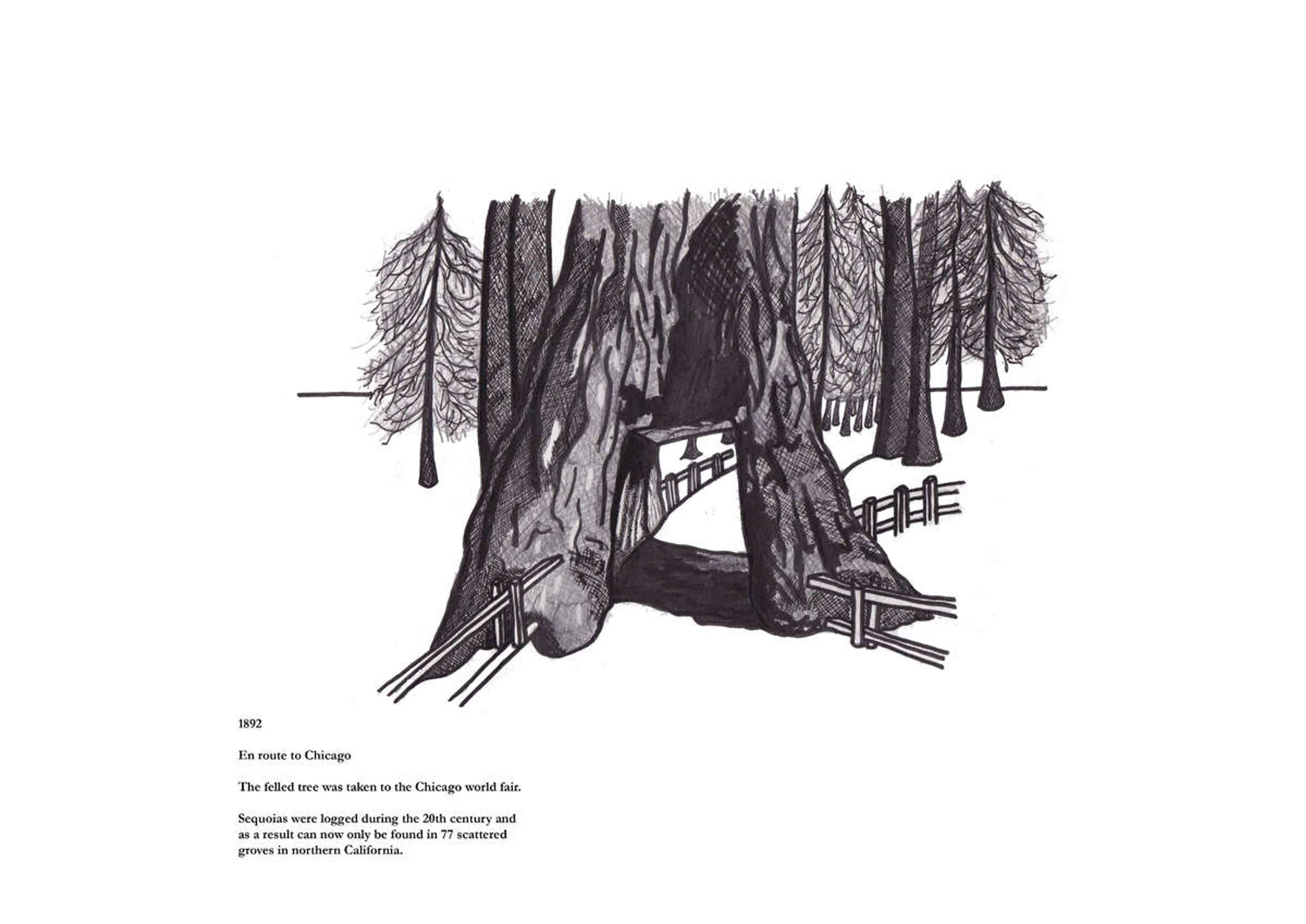 Giant Sequoia Triptych by Alex Kamara