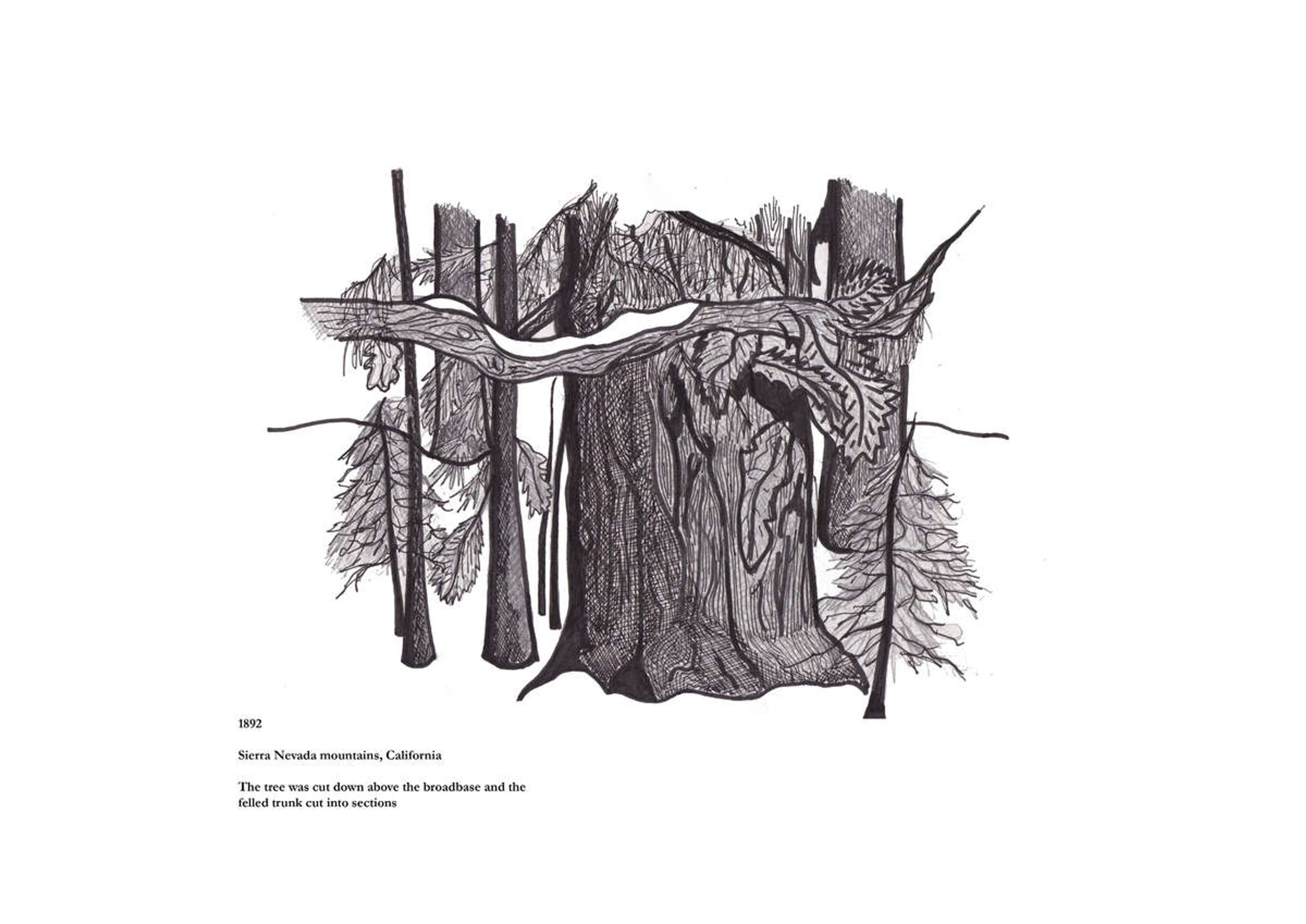 Giant Sequoia Triptych by Alex Kamara
