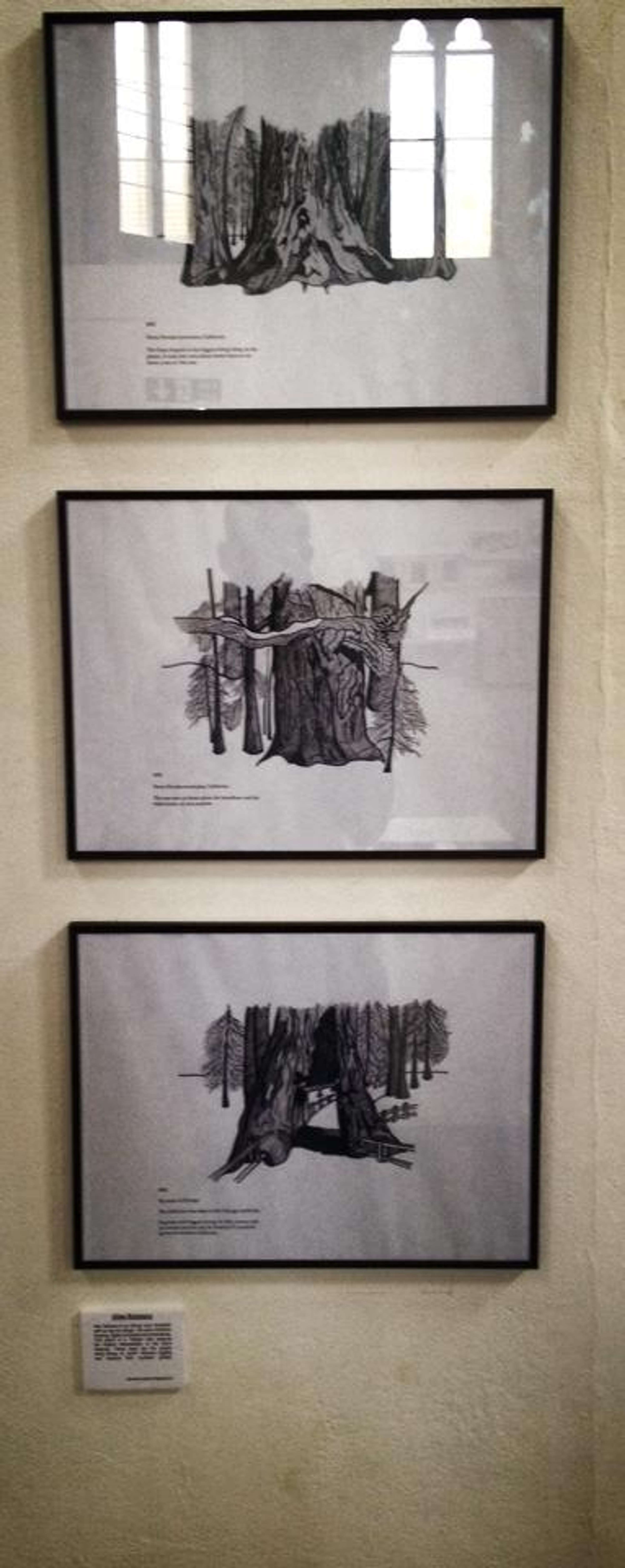 Giant Sequoia Triptych by Alex Kamara