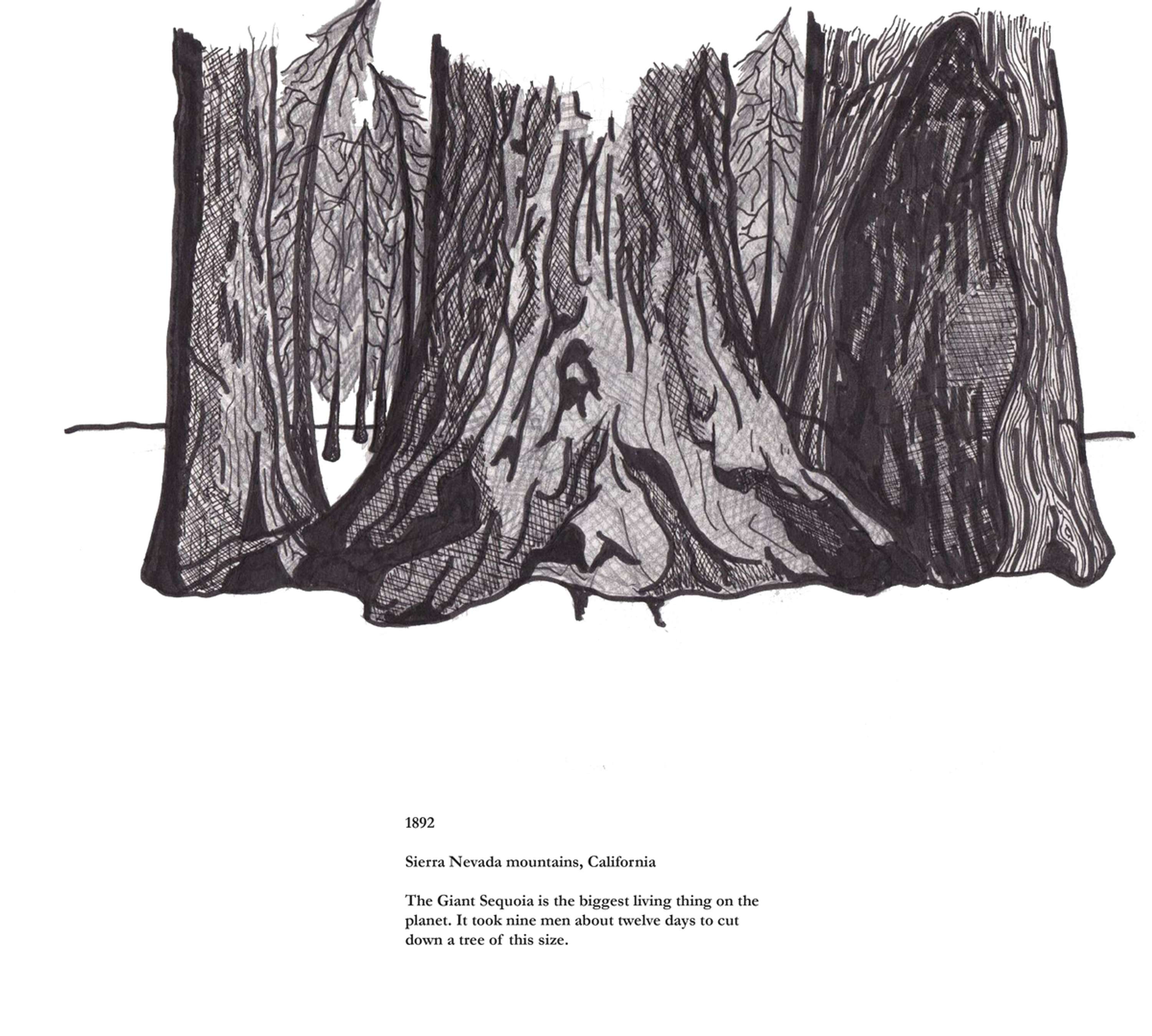 Giant Sequoia Triptych by Alex Kamara