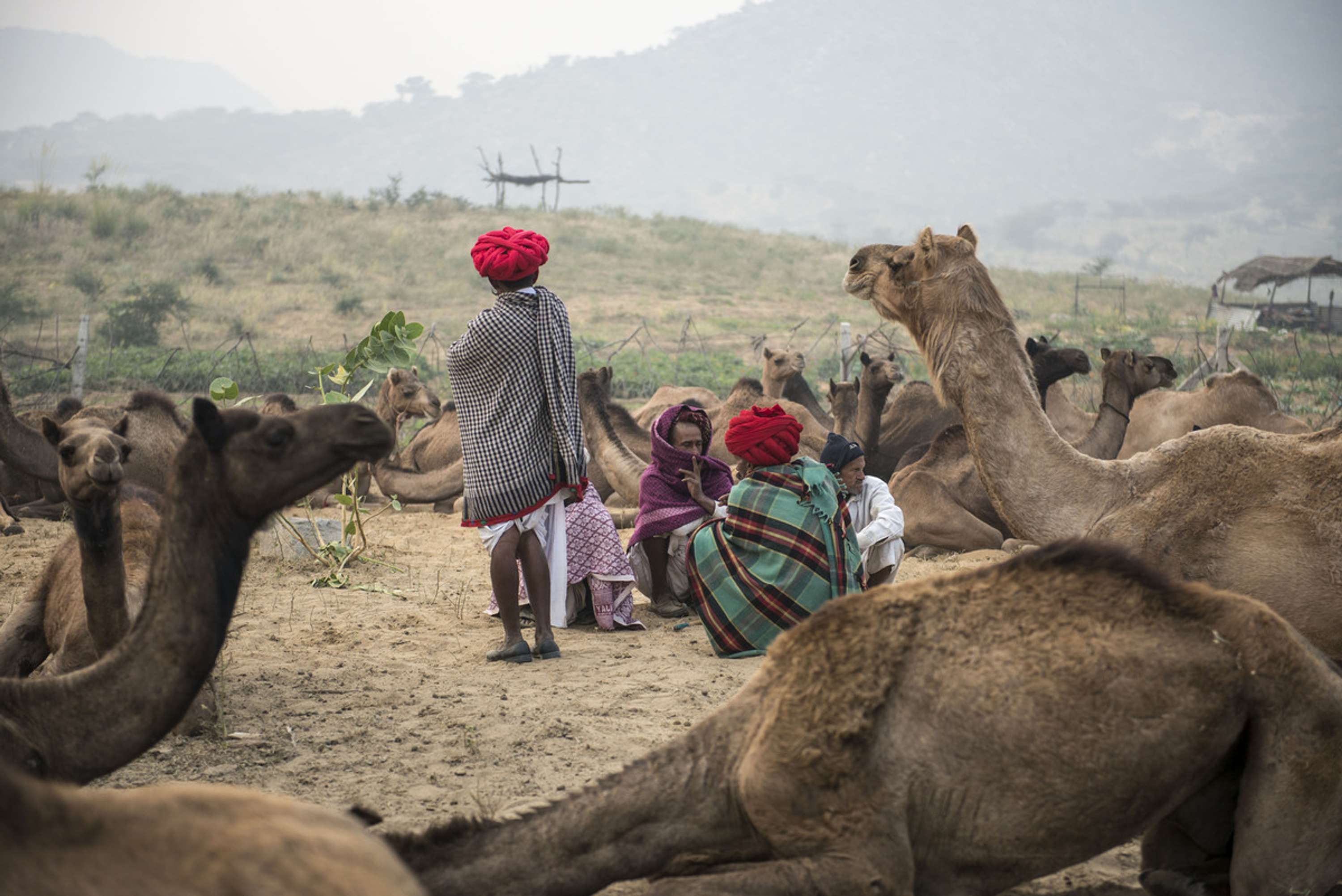 Camel Mela Pushkar by Elisa Garcia-Huidobro