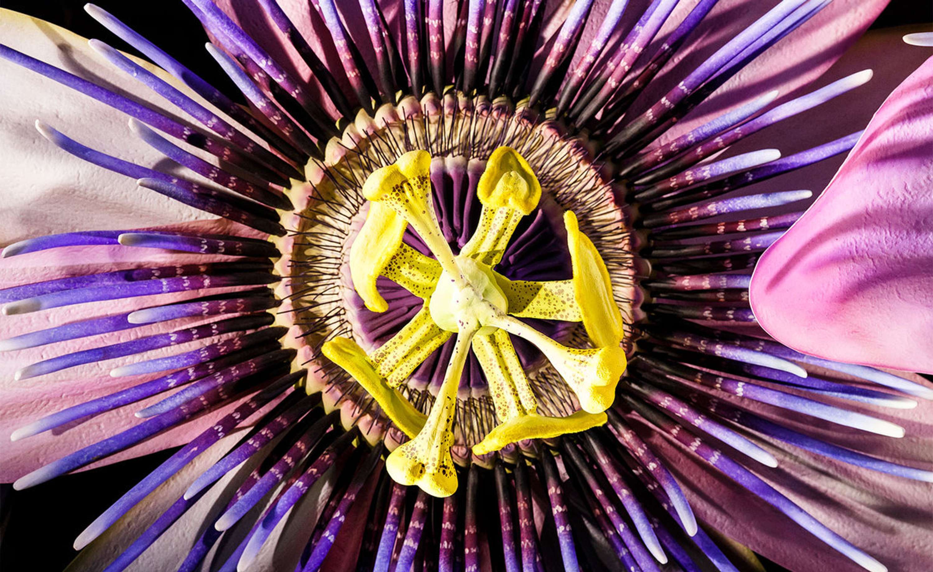 In Bloom by Selfridges