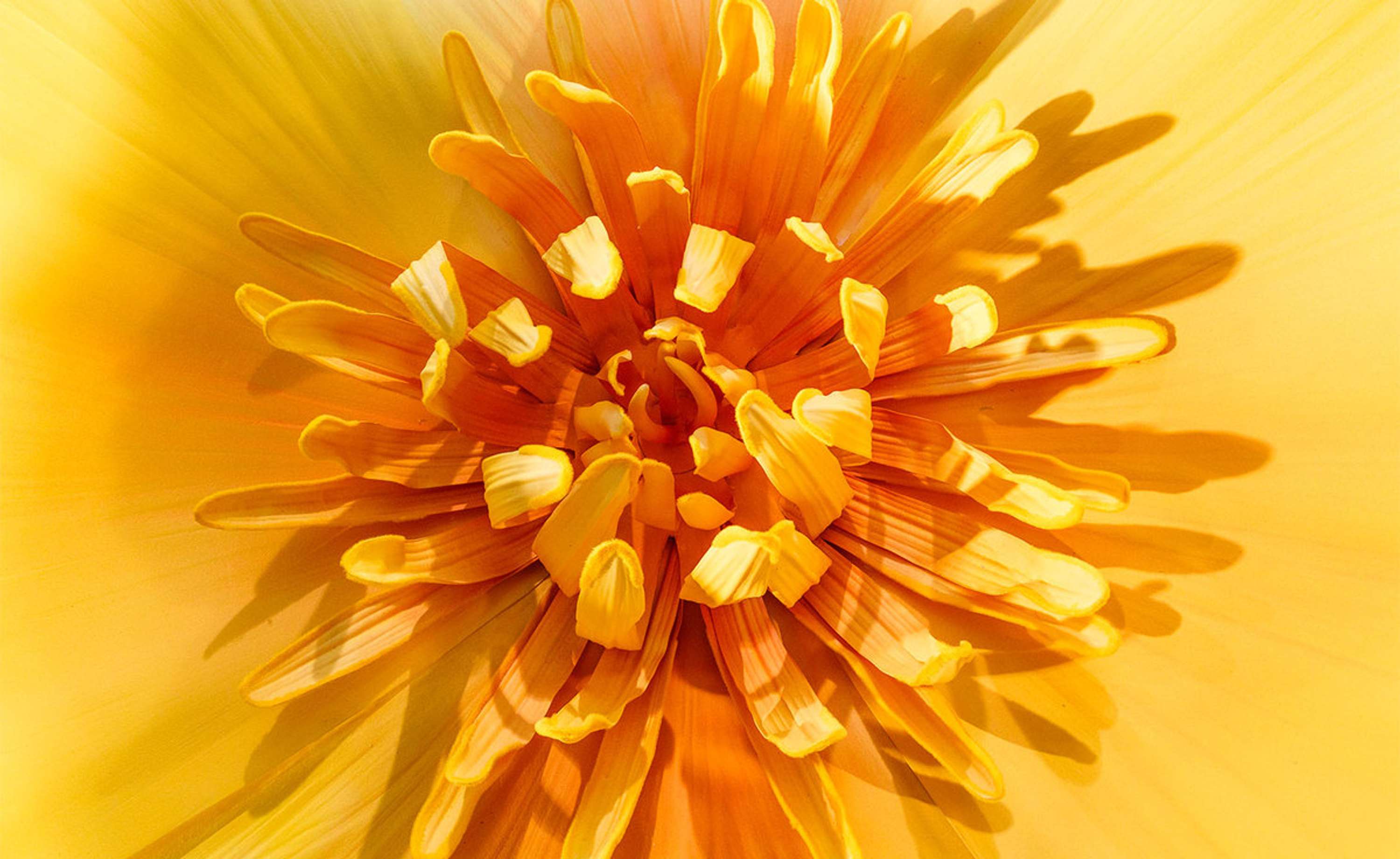 In Bloom by Selfridges