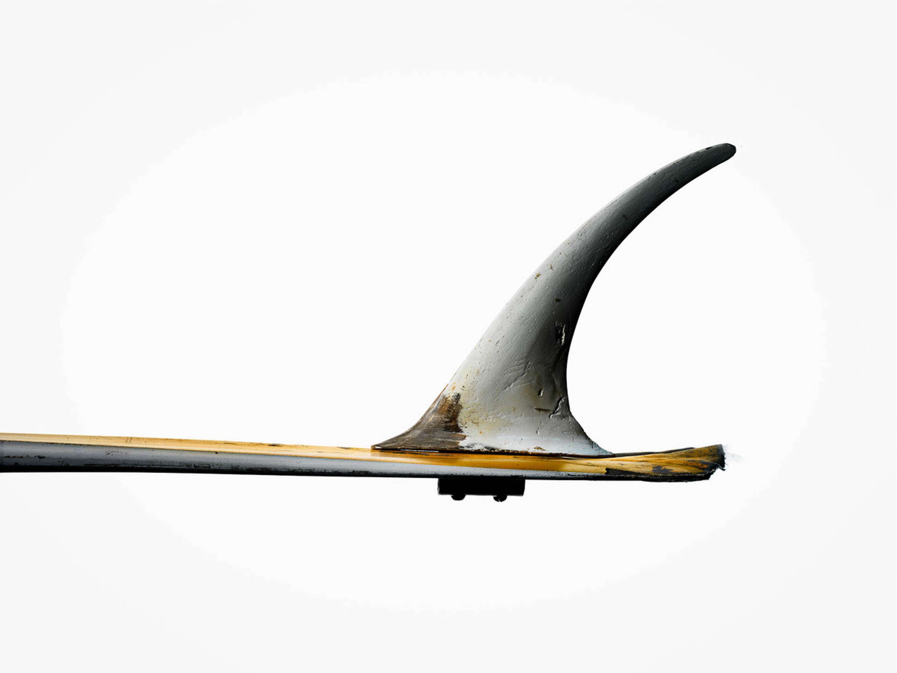 Fin Project / Timothy Hogan by Morgan Lockyer